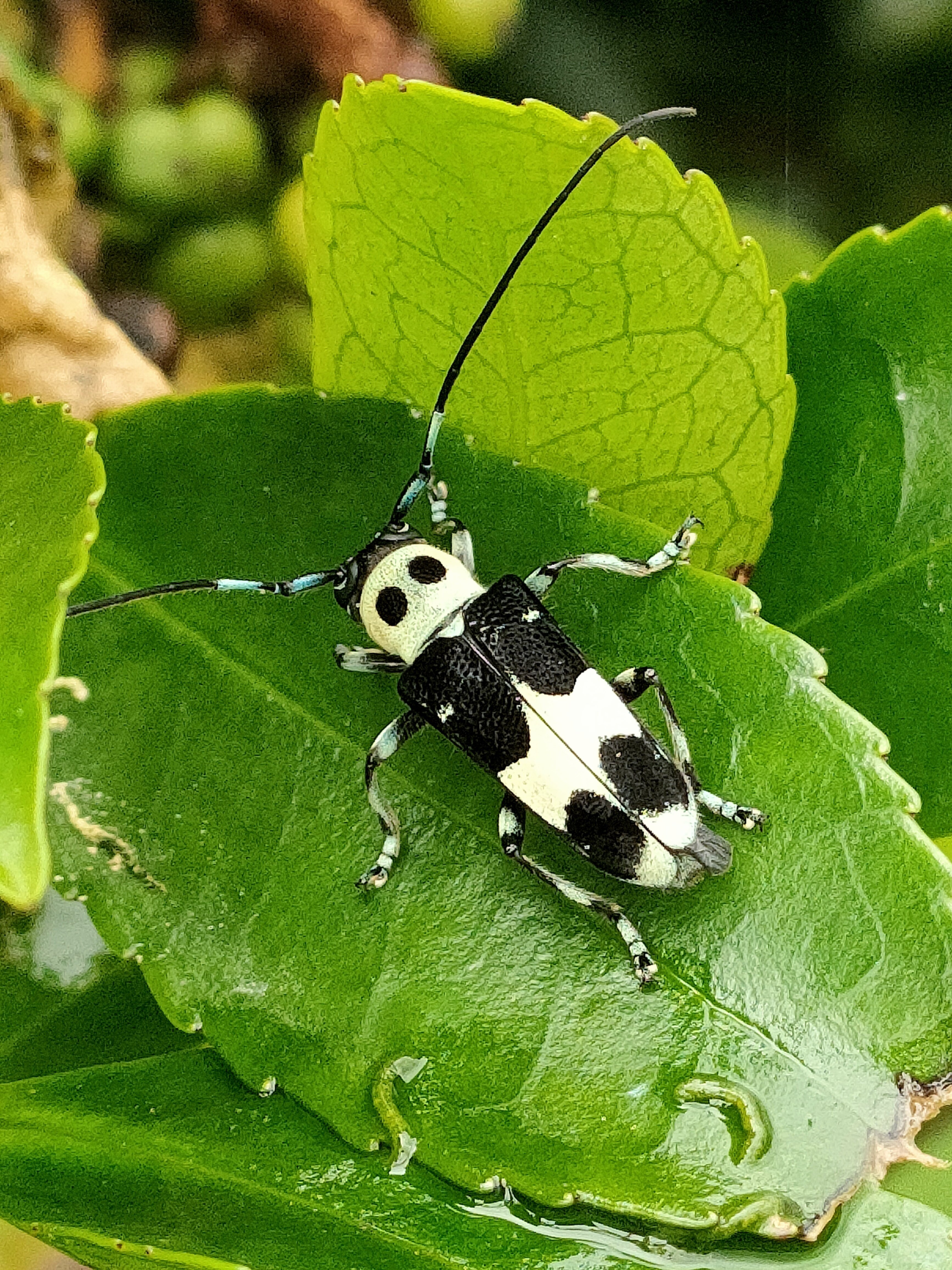 ラミーカミキリ｜月澄狸