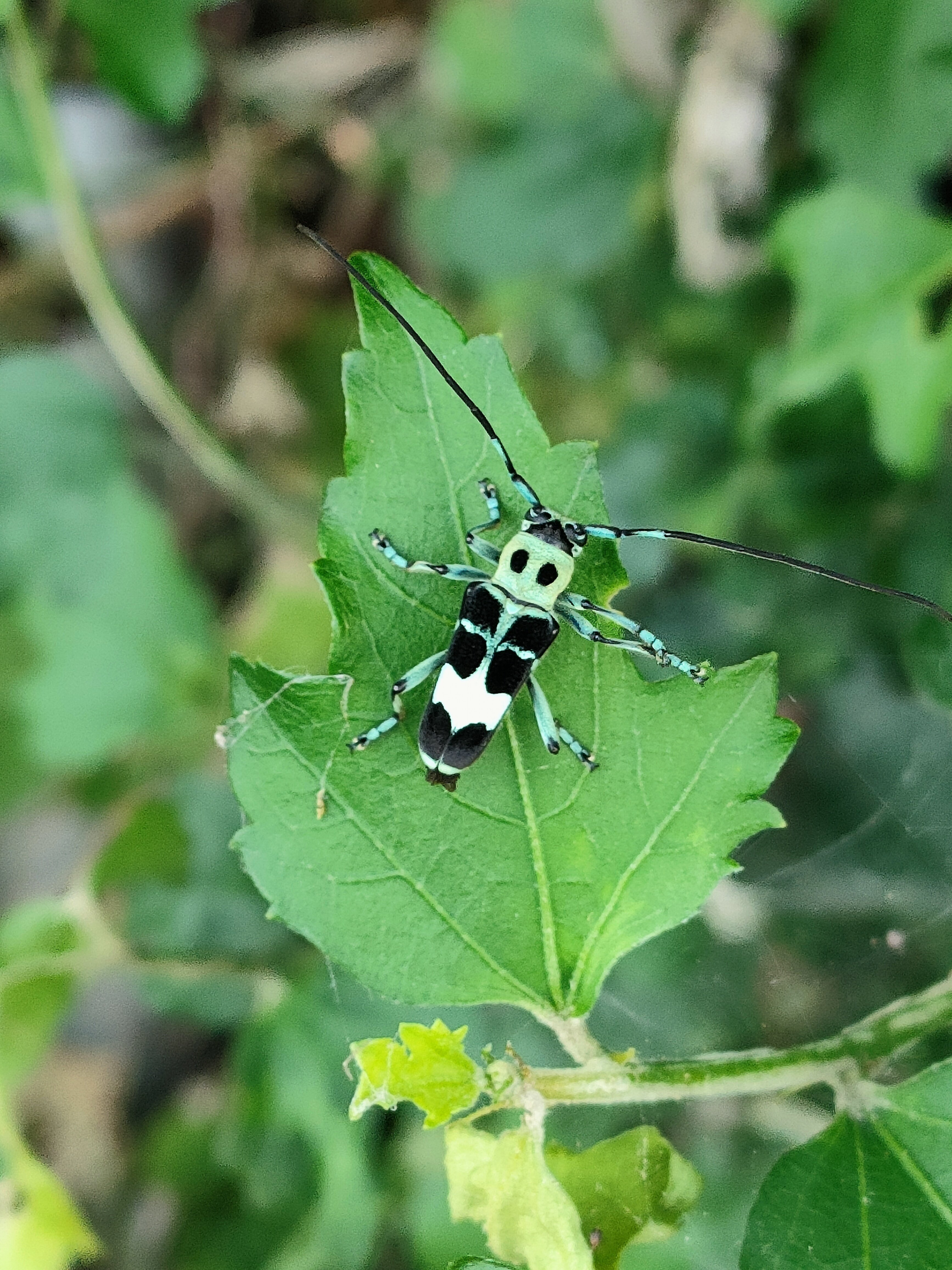ラミーカミキリ｜月澄狸