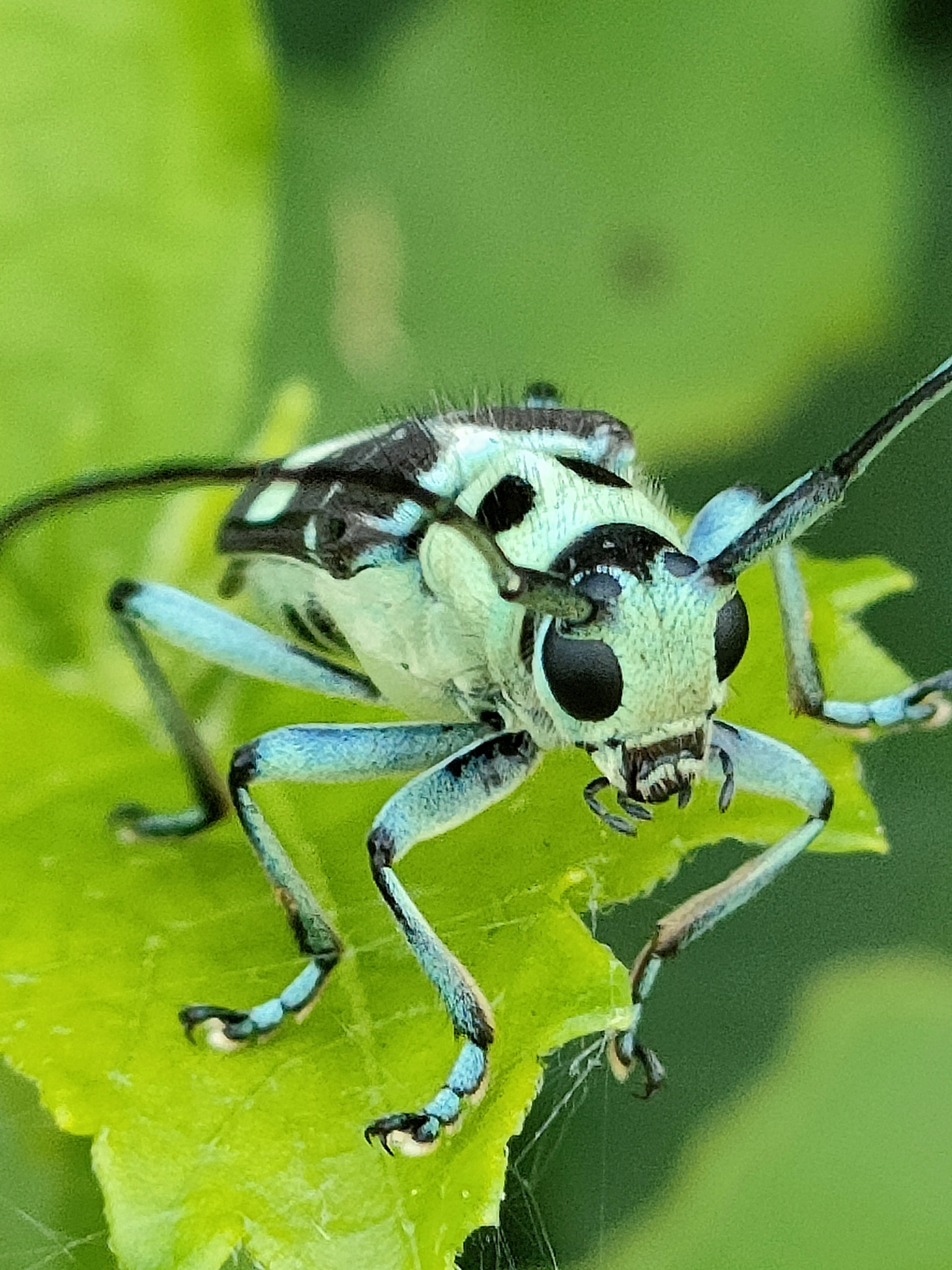 三葉虫　ハミー氏　極美麗　ハイディテール標本 モロッコのプレパレーターのハミーさんの手によりクリーニングされた