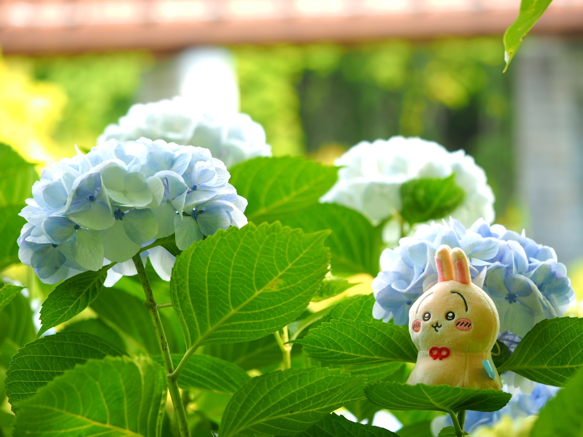 紫陽花×ウラヤハボウズ｜wkn