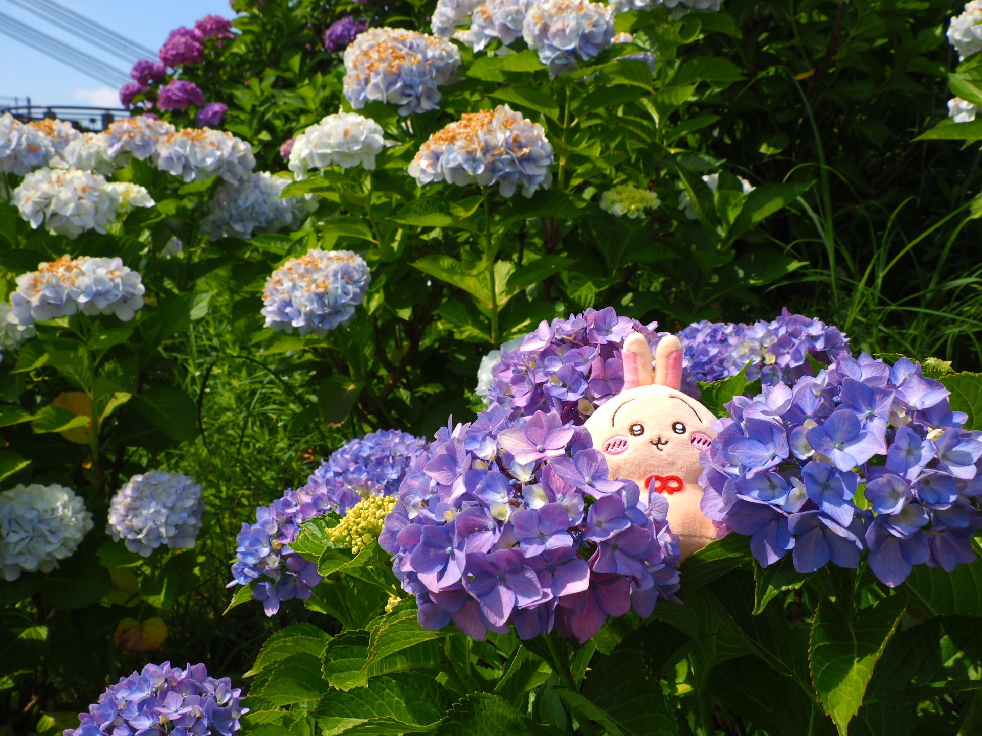 紫陽花　うさぎ　コボリサヤカ 紫陽花うさぎコボリサヤカ