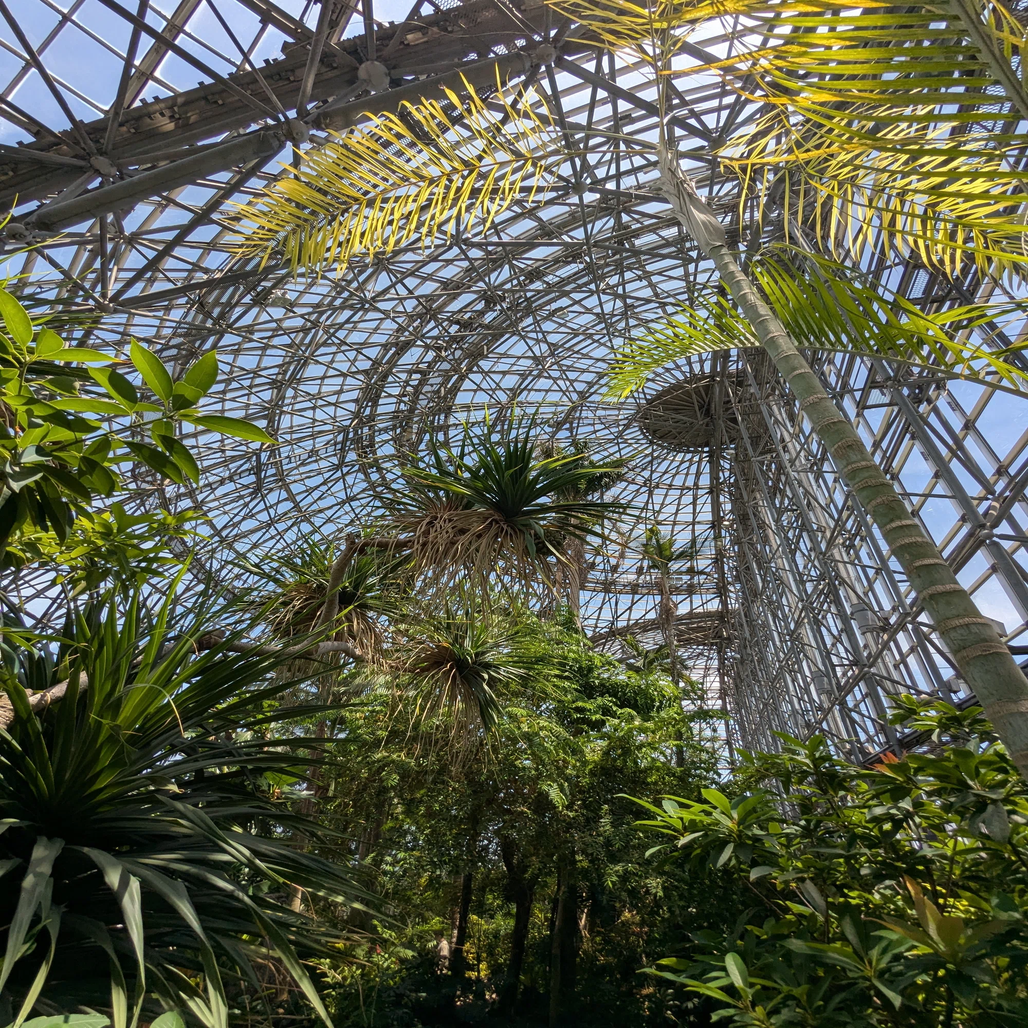 ソロ活】夢の島熱帯植物館｜植物たちに囲まれて｜ミナミ