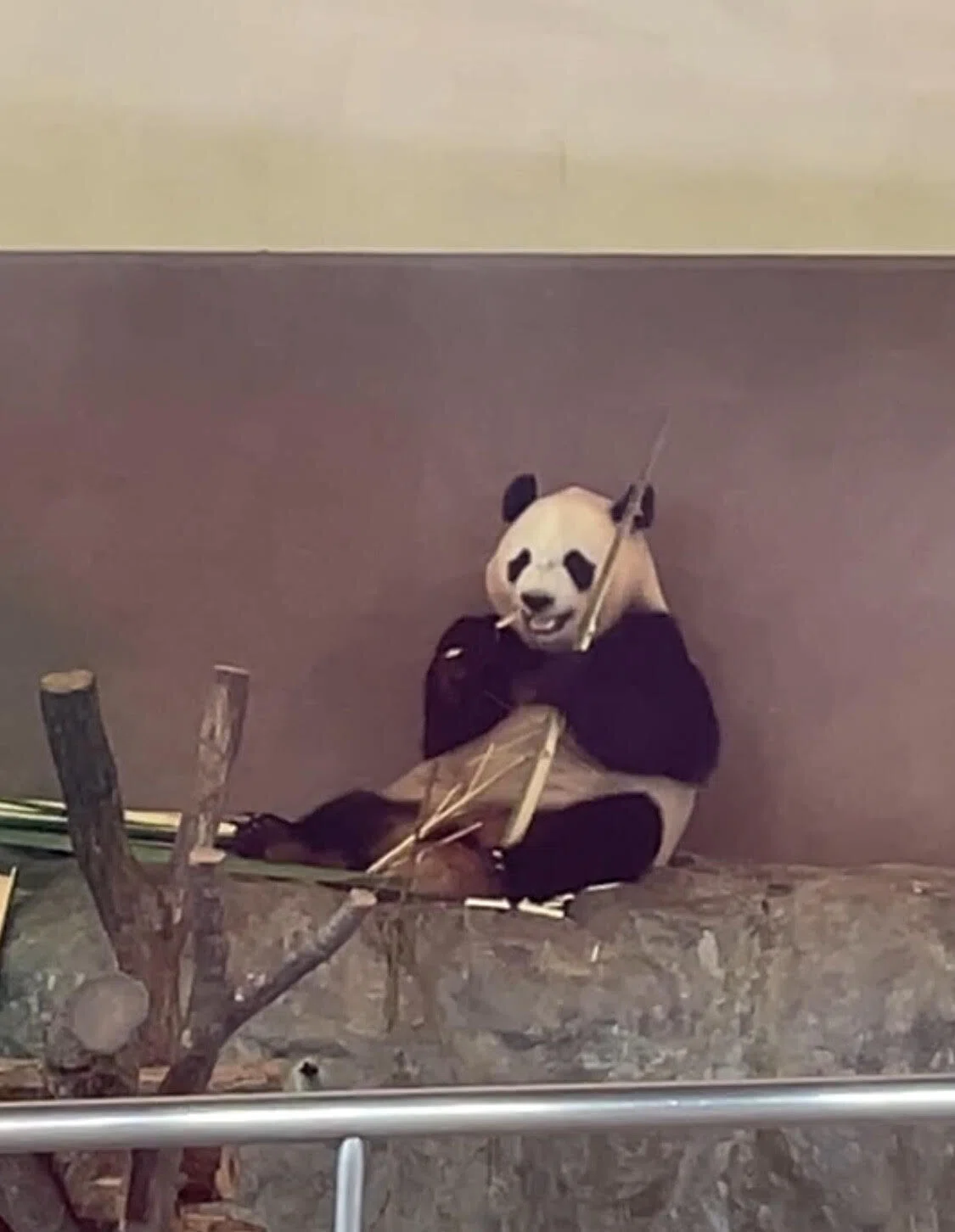 A story about going to see pandas and feeling the seriousness of