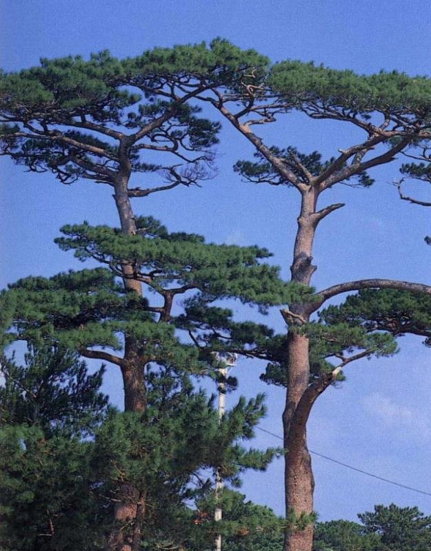 琉球松について｜CLAIR archi lab