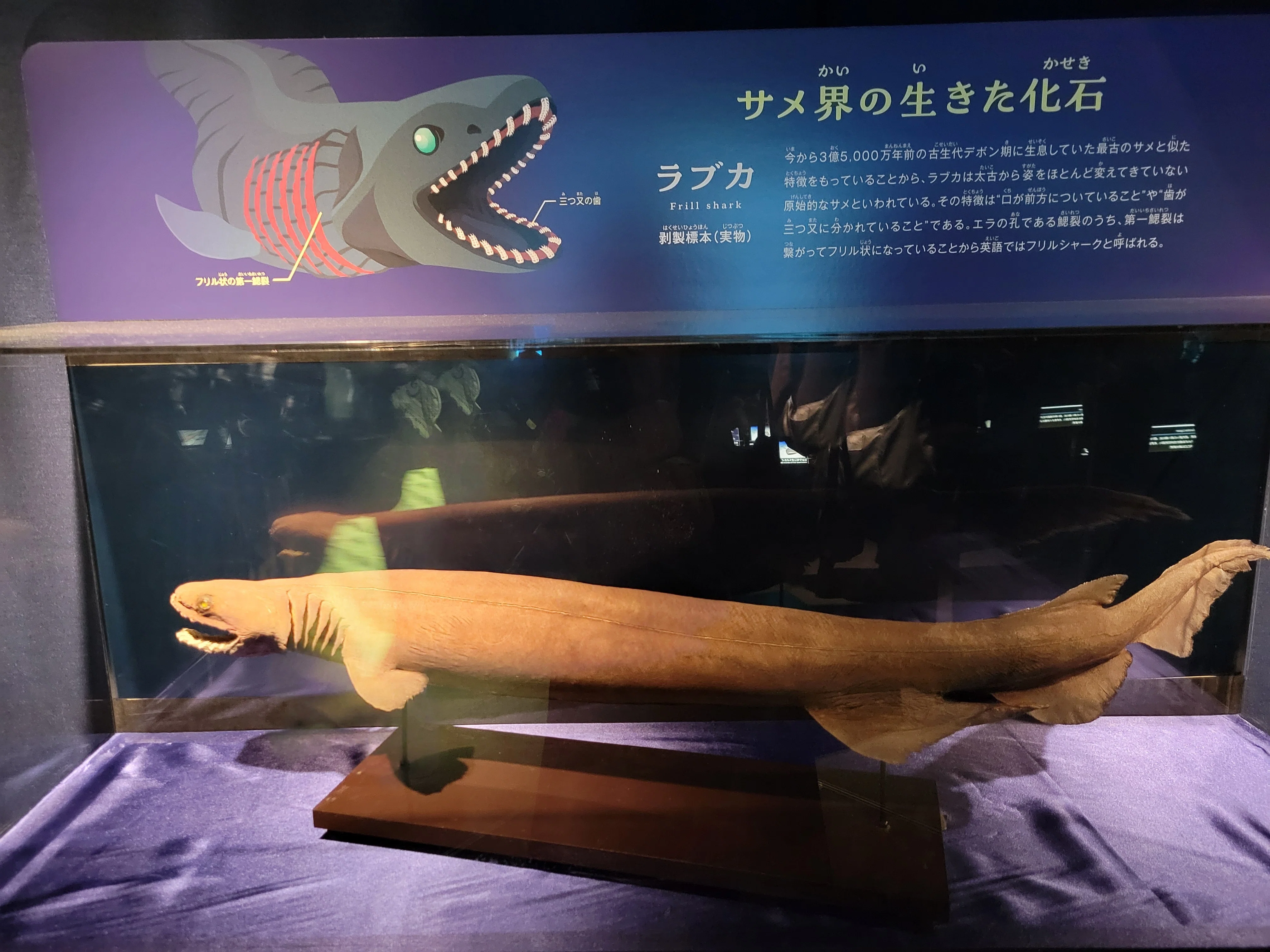 サンシャイン水族館】リュウグウノツカイ｜ドーナツ