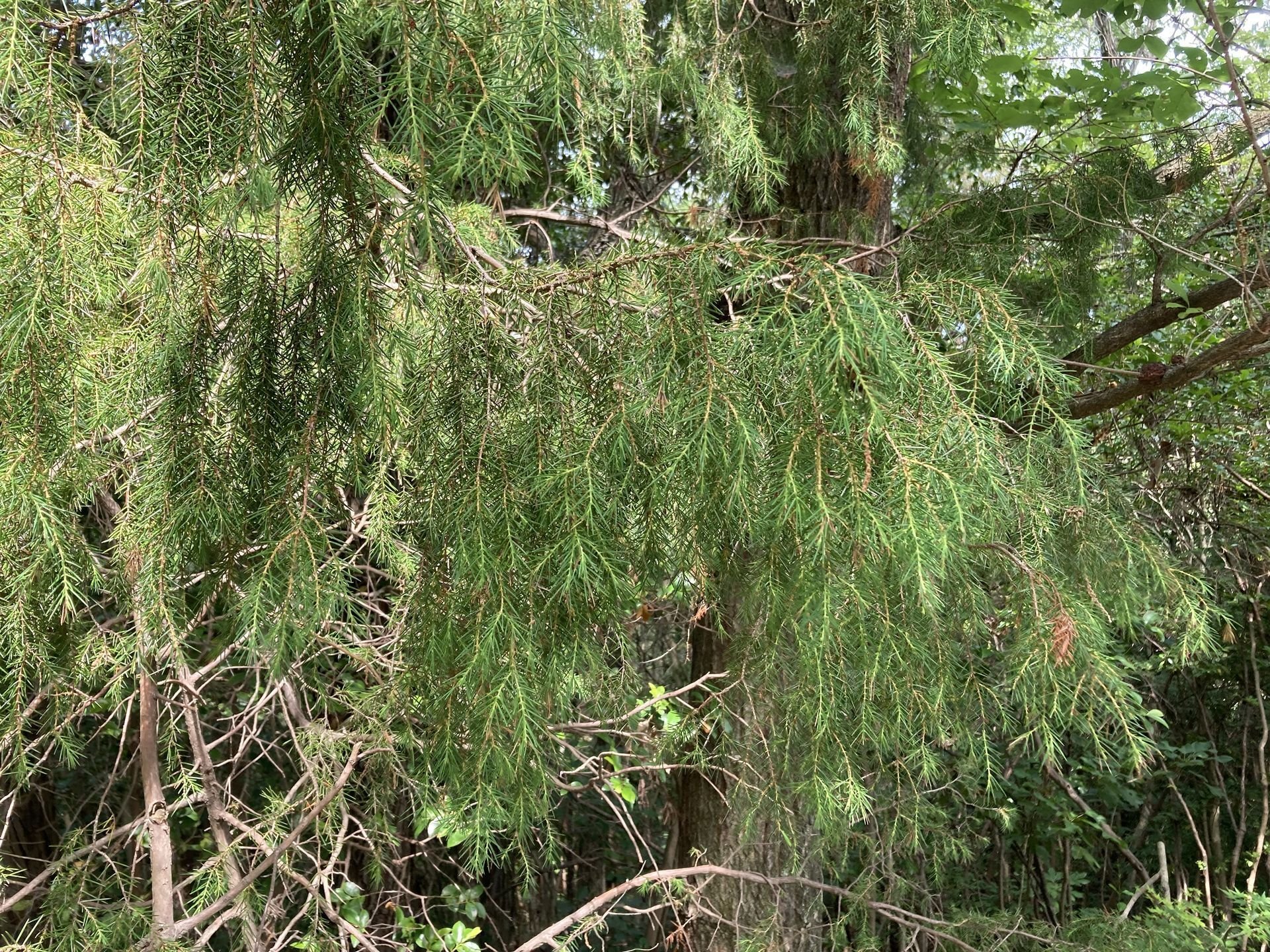 梨農家の想い 2025＃08「ジュニパーベリー」｜まるみ農園｜岡山