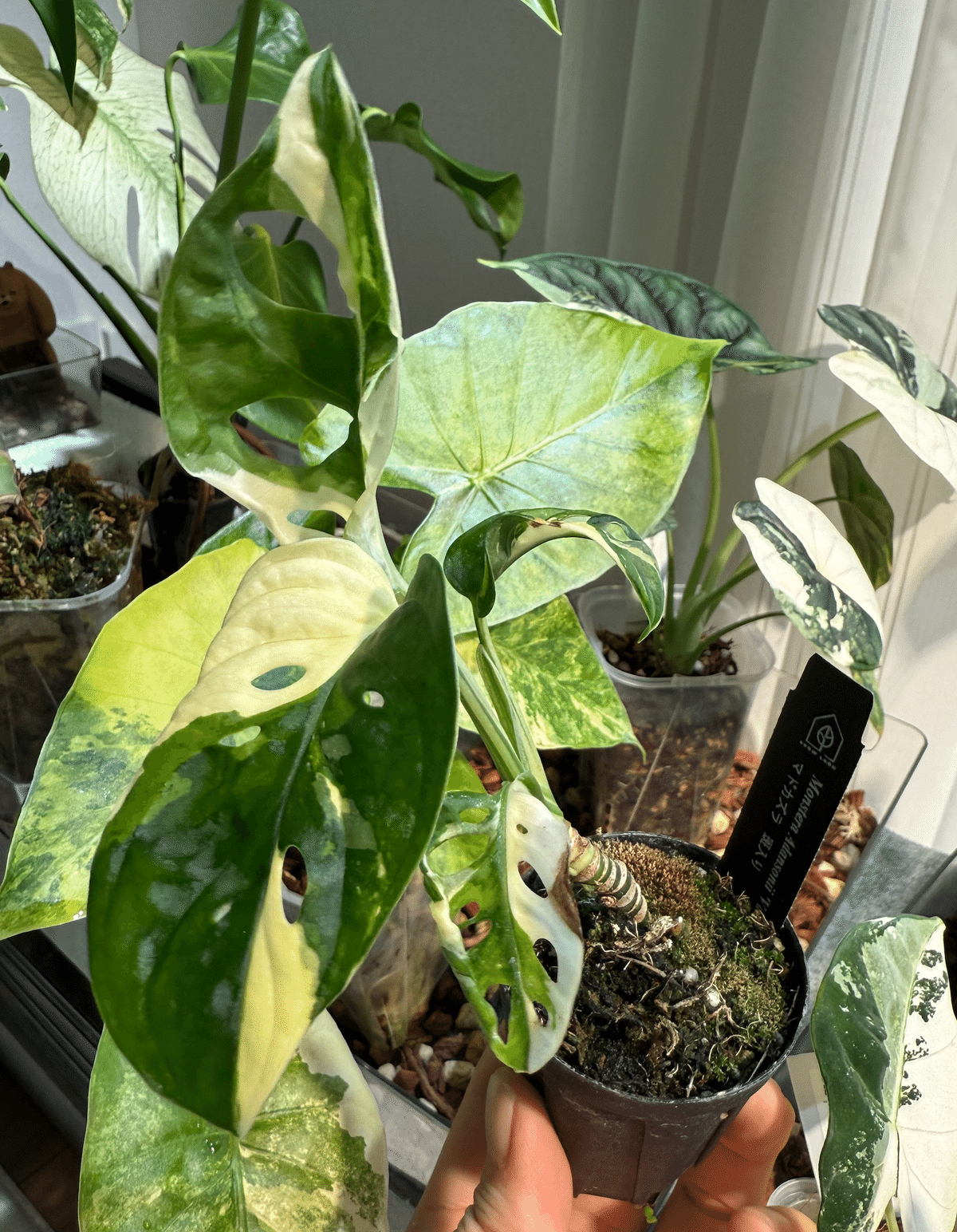 福岡市中央区限定】観葉植物の手渡し販売します｜鉢・用土