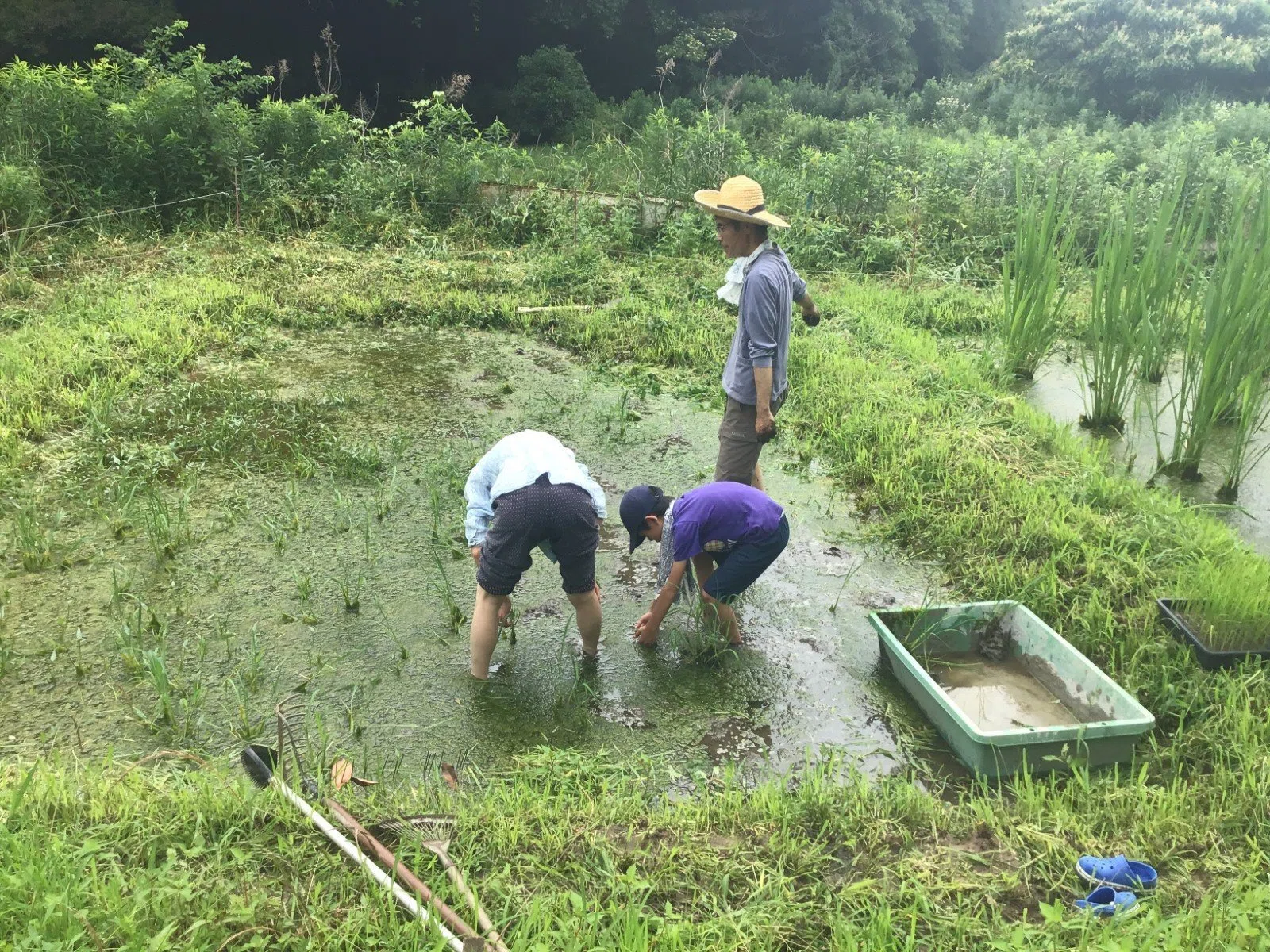 2025の田植え(2) 小さい田んぼを皆で楽しく植える｜ぬくみねっと
