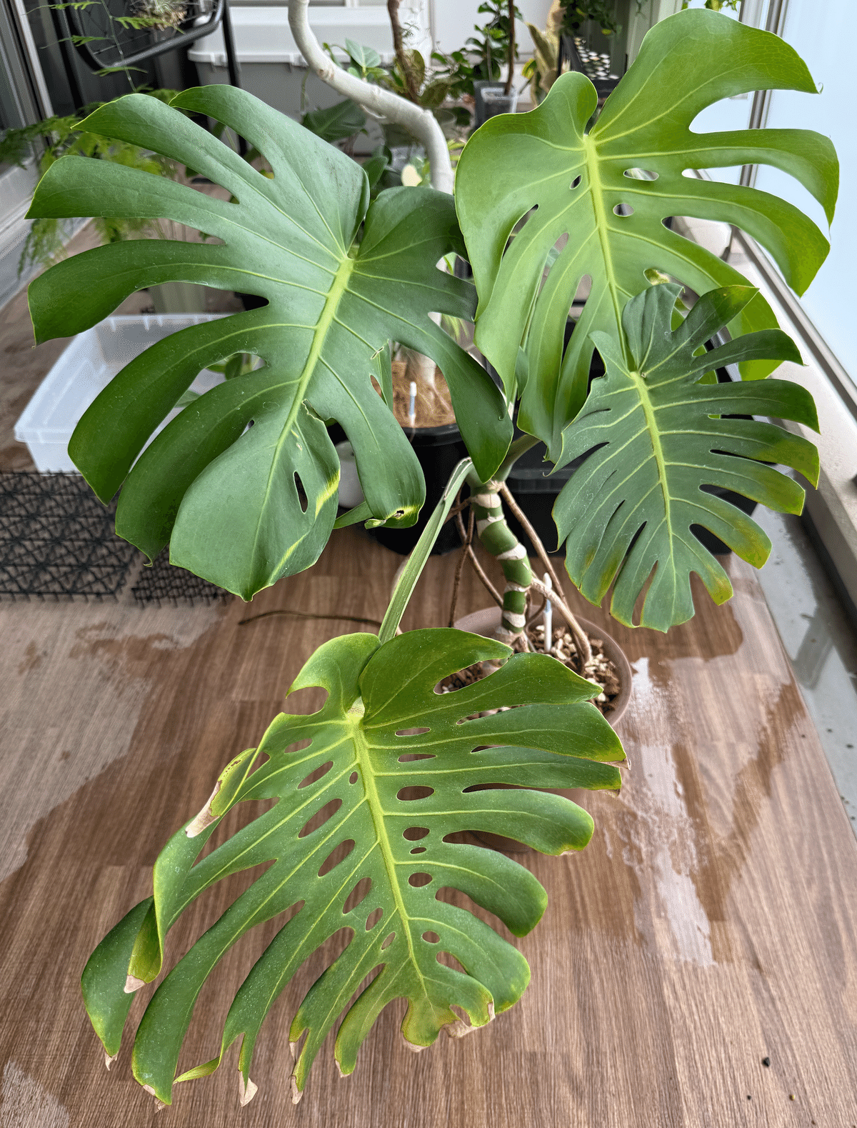 お取り置きモンステラ金曜日頃発送 福岡市中央区限定】観葉植物の手渡し販売します｜鉢・用土