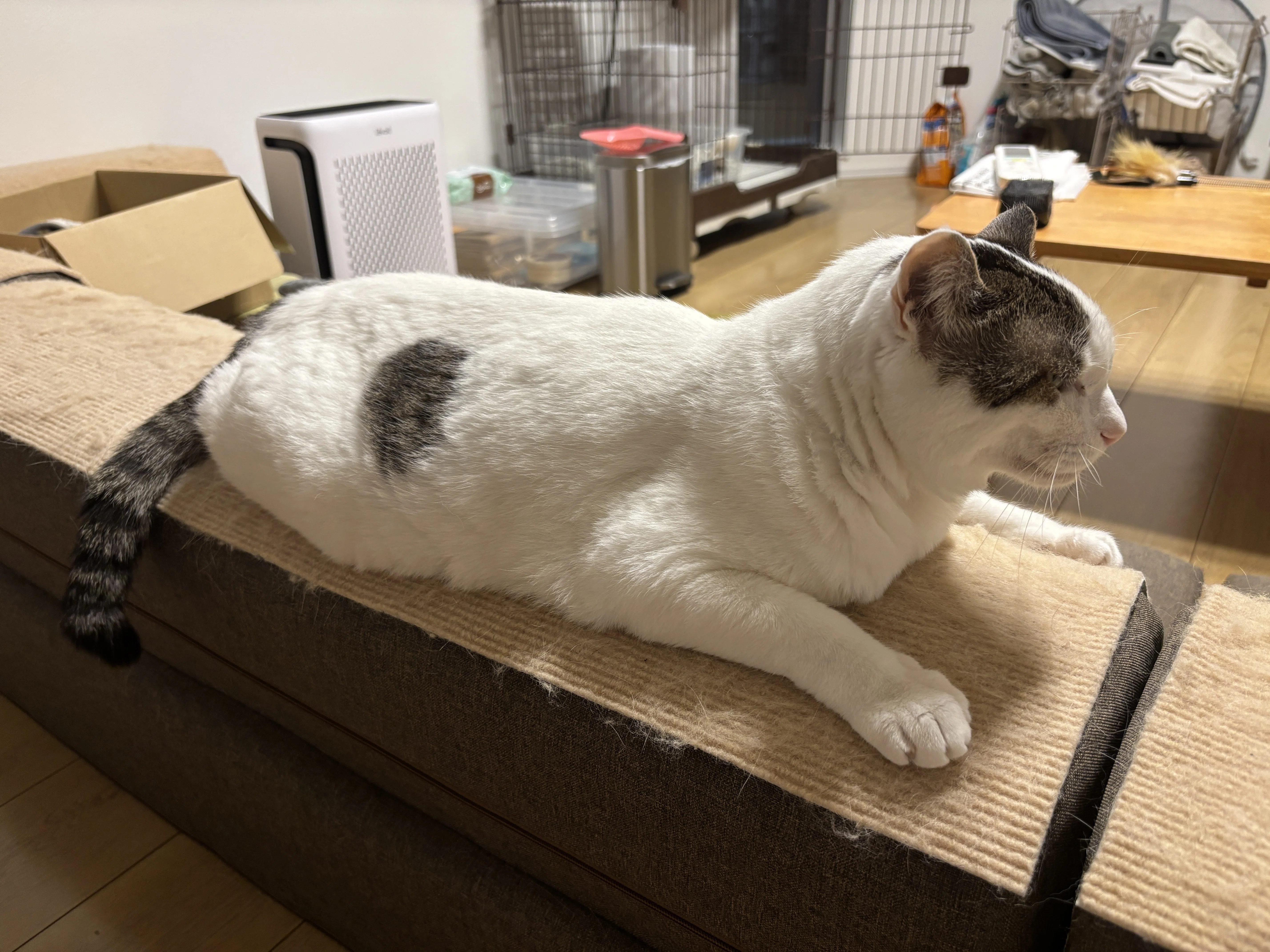 じゃれねこ『6月☆20』 じゃれねこ『6月☆27 海×さかな』 じゃれ猫 に