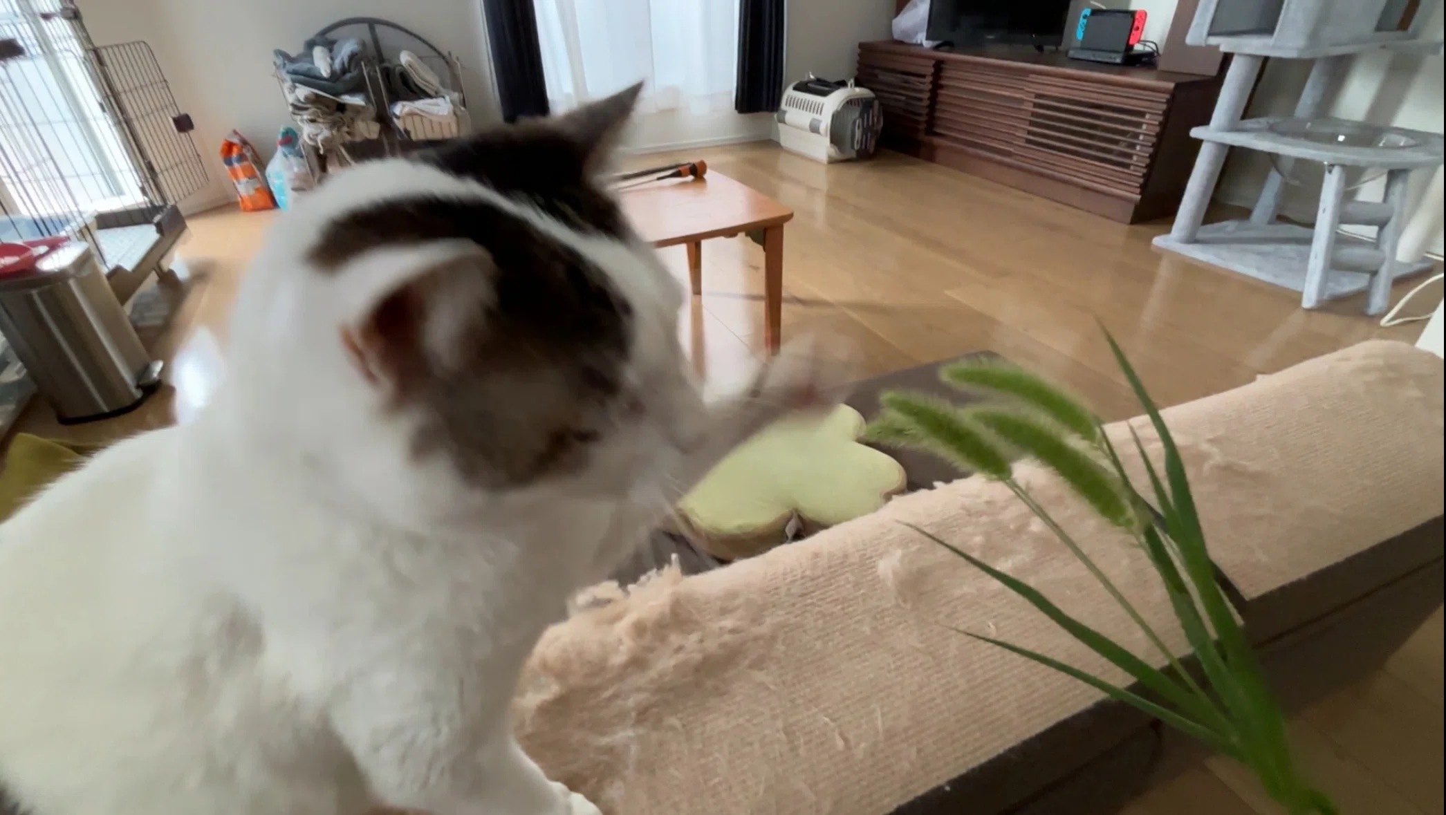 じゃれねこ『6月☆20』 じゃれねこ『6月☆27 海×さかな』 じゃれ猫 に