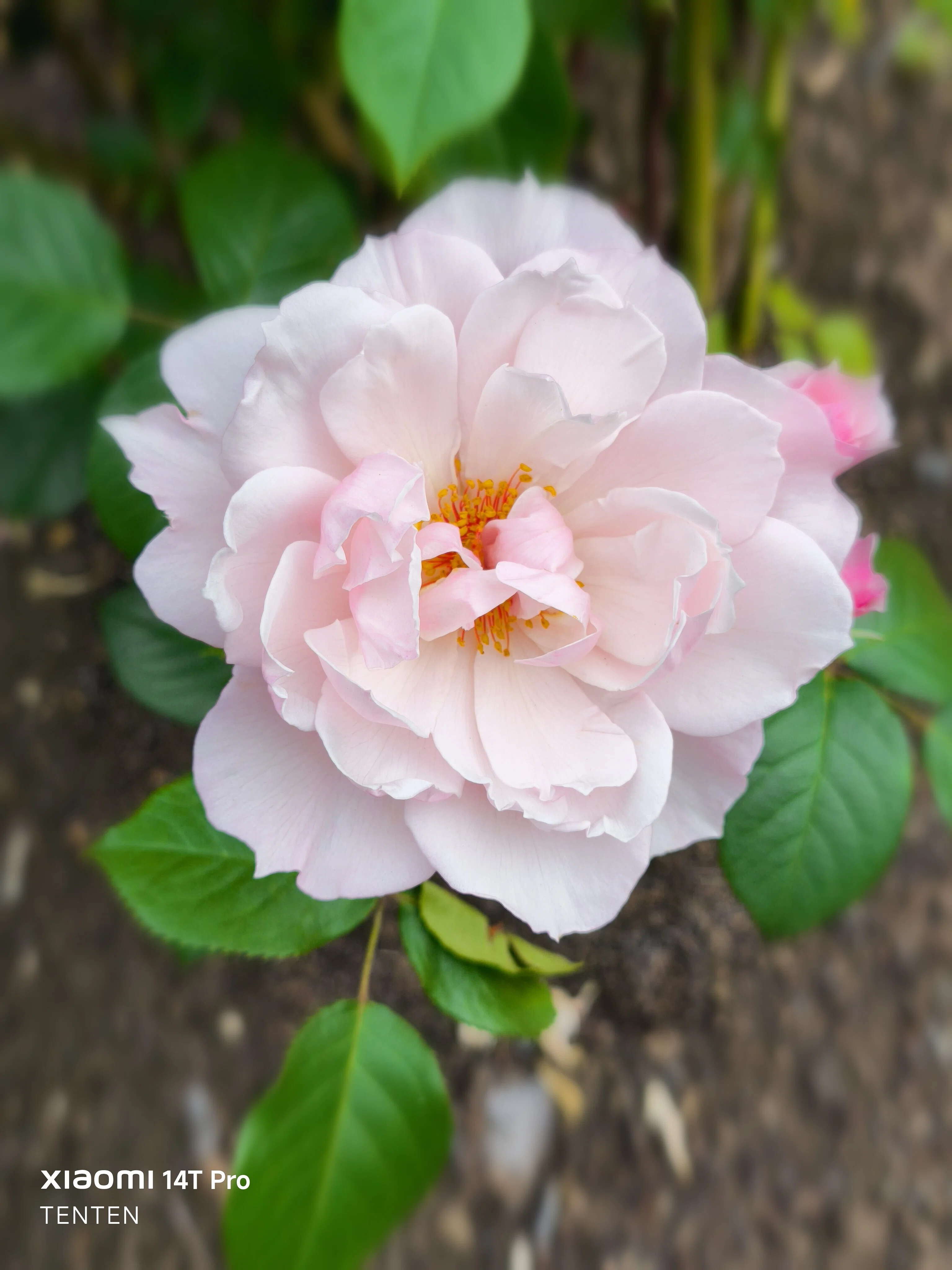 夏至の日の中島公園薔薇めぐり①～ピンクの薔薇編（2025年6月21日