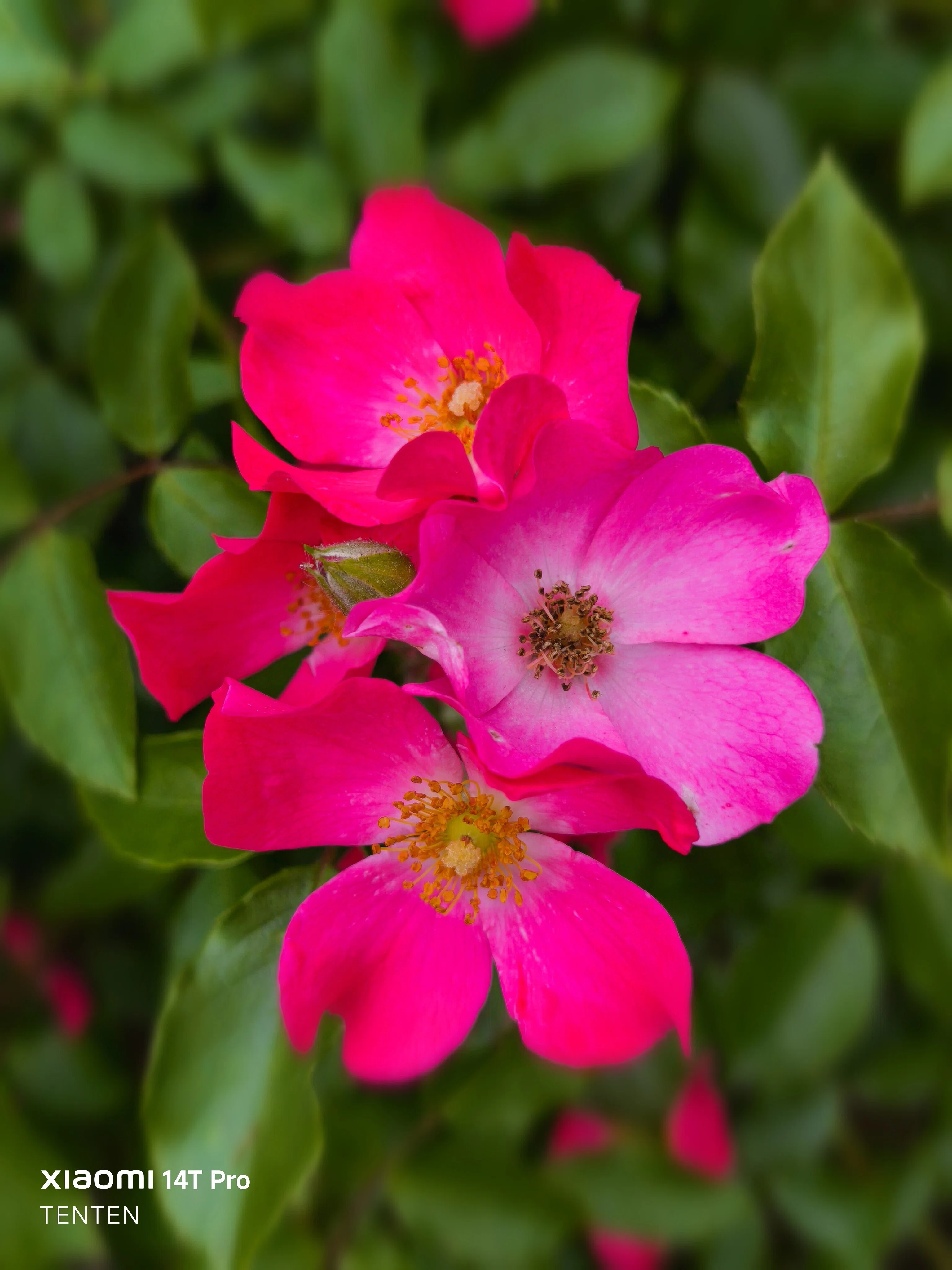 夏至の日の中島公園薔薇めぐり①～ピンクの薔薇編（2025年6月21日