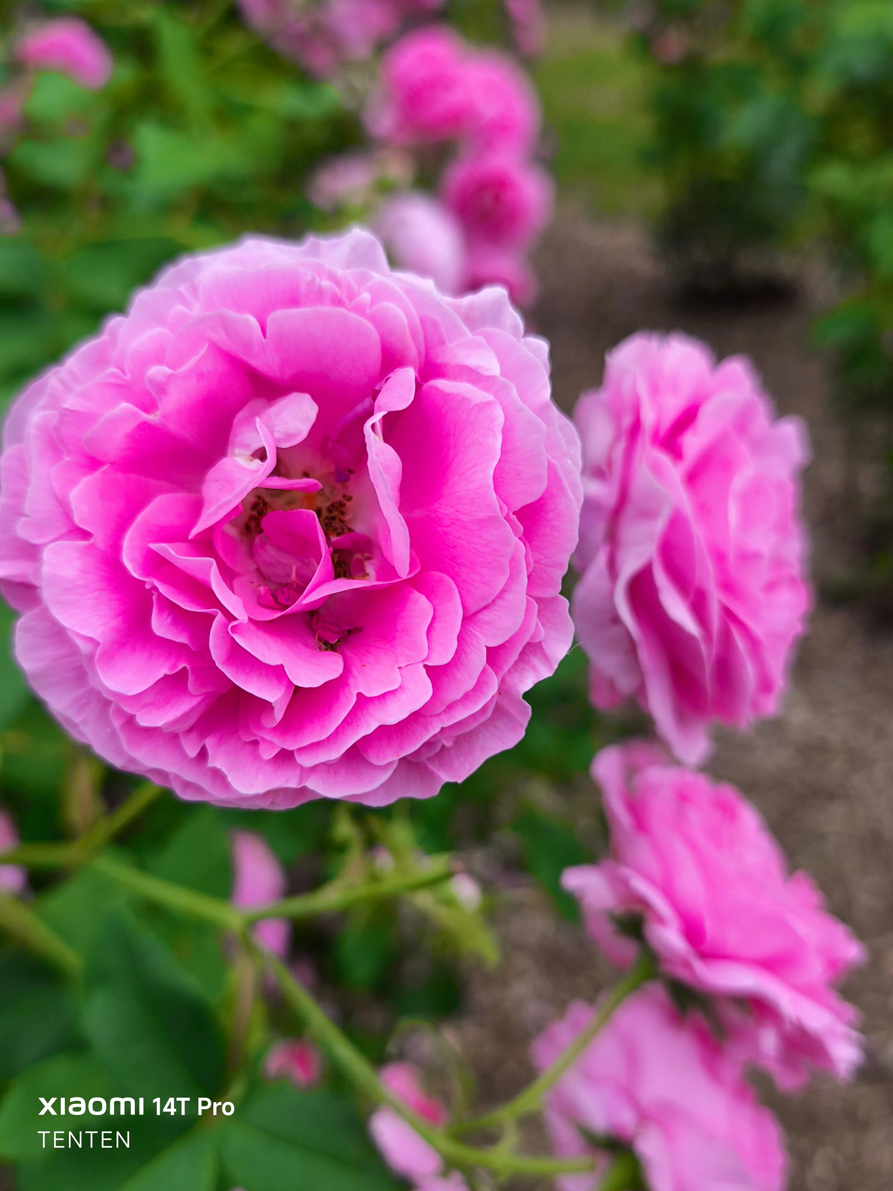 夏至の日の中島公園薔薇めぐり①～ピンクの薔薇編（2025年6月21日
