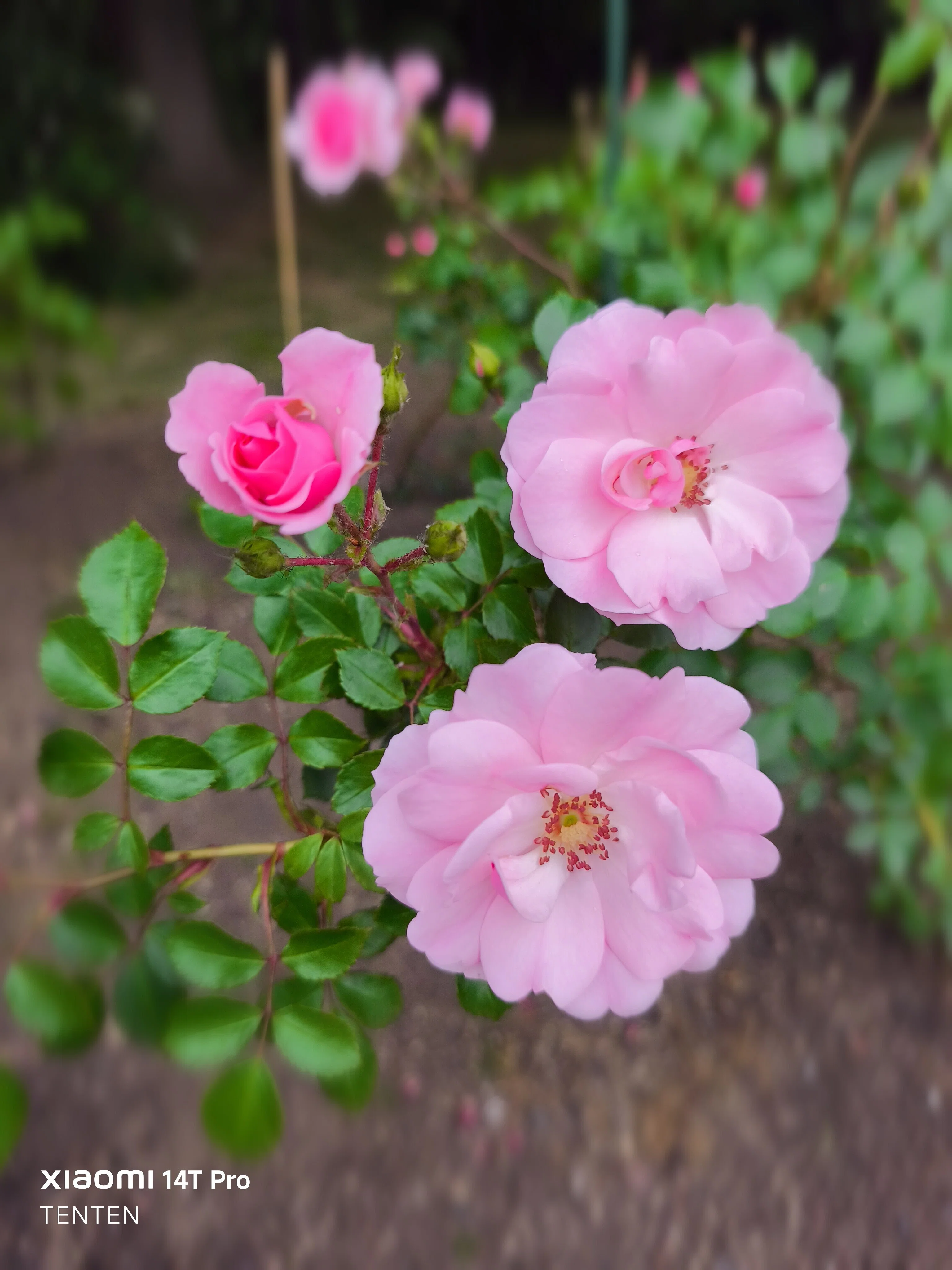 夏至の日の中島公園薔薇めぐり①～ピンクの薔薇編（2025年6月21日