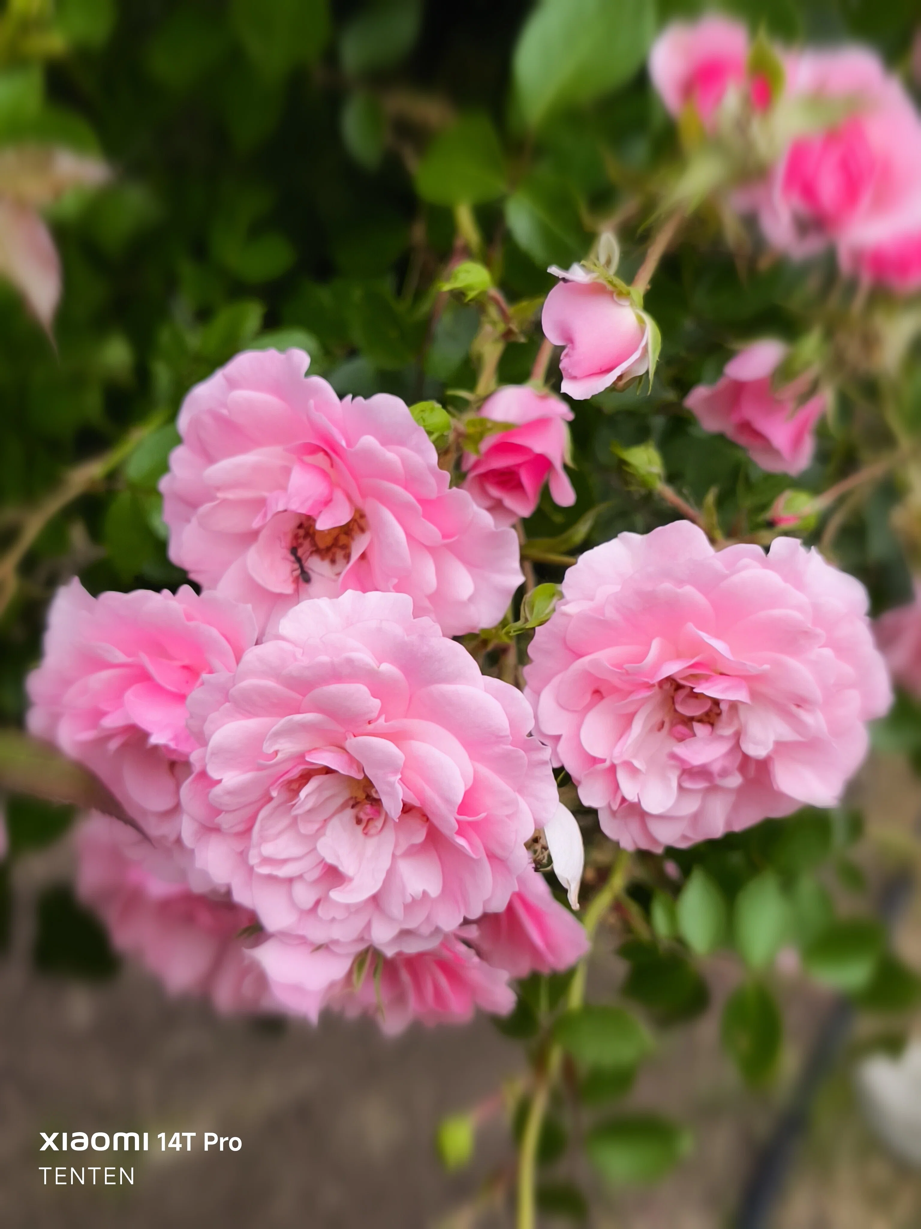 夏至の日の中島公園薔薇めぐり①～ピンクの薔薇編（2025年6月21日