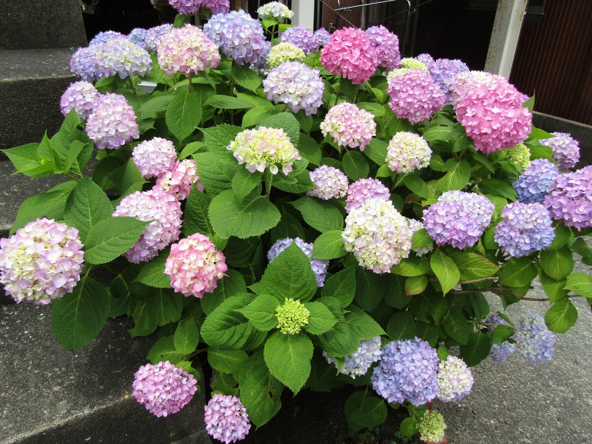 ぽっぺのひとりごと（97）紫陽花と初夏の花々 そして蝶