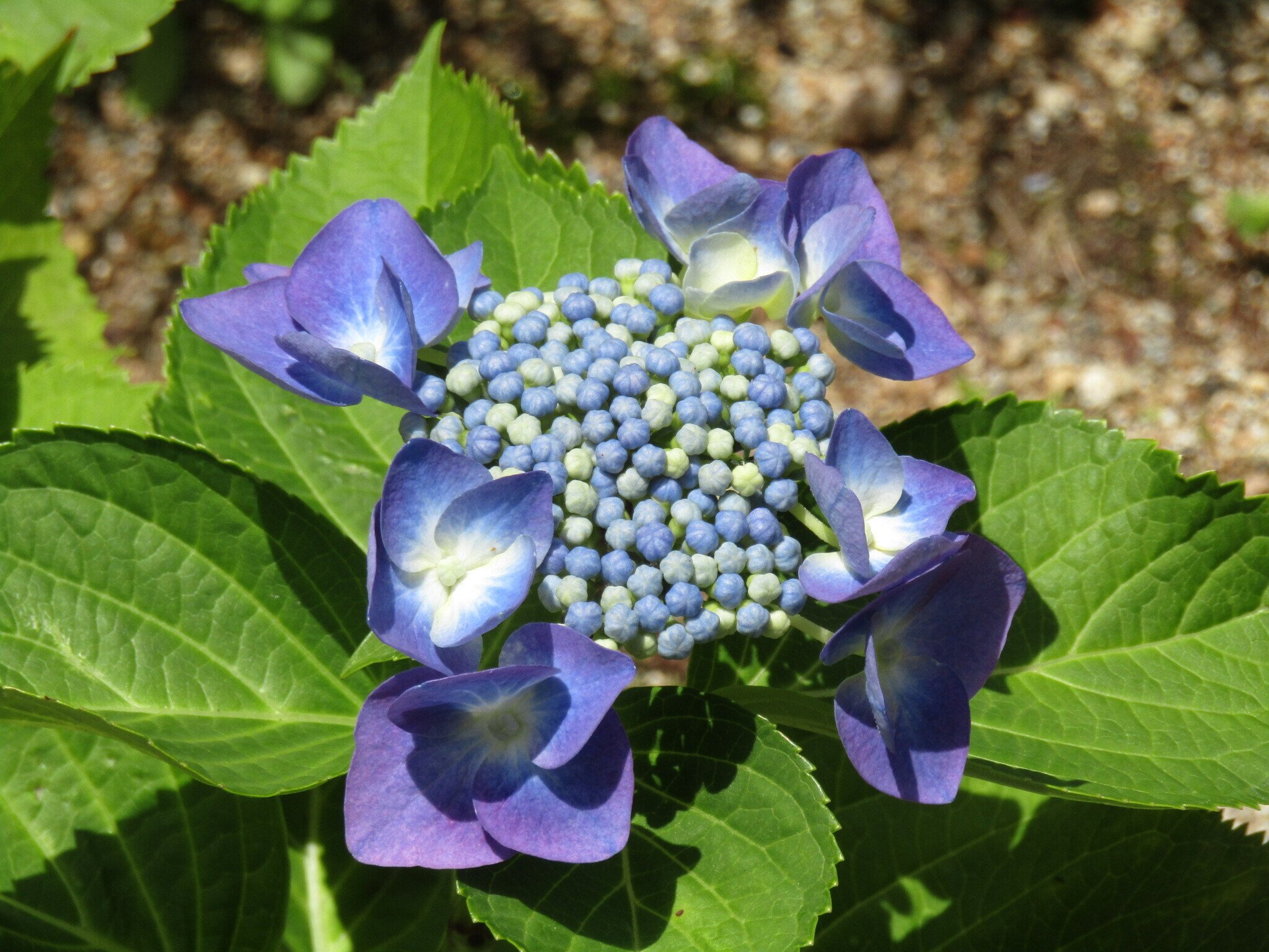 ぽっぺのひとりごと（97）紫陽花と初夏の花々 そして蝶