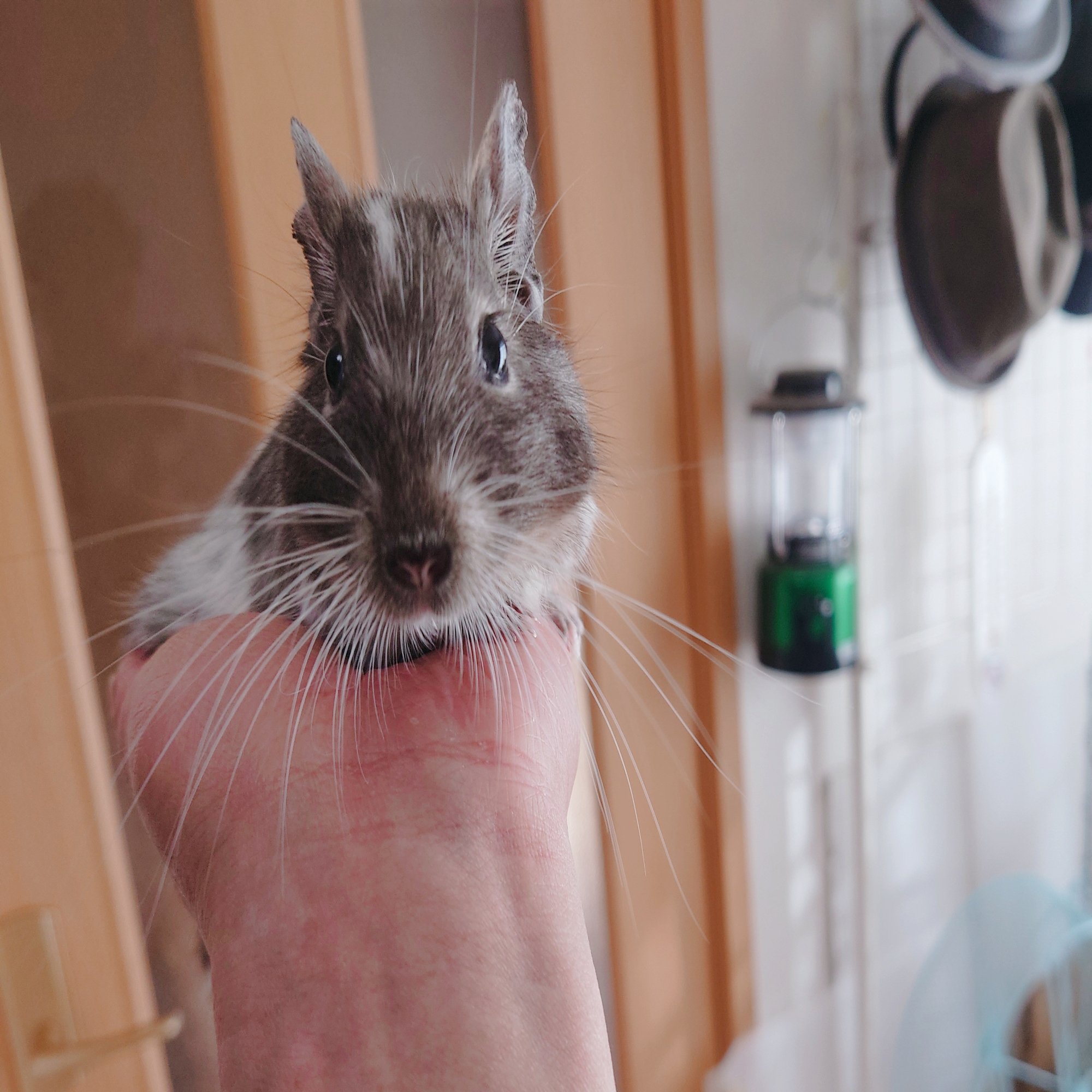 私がペットにデグーを選んだ理由｜君に出会えて…｜でぐるく公式