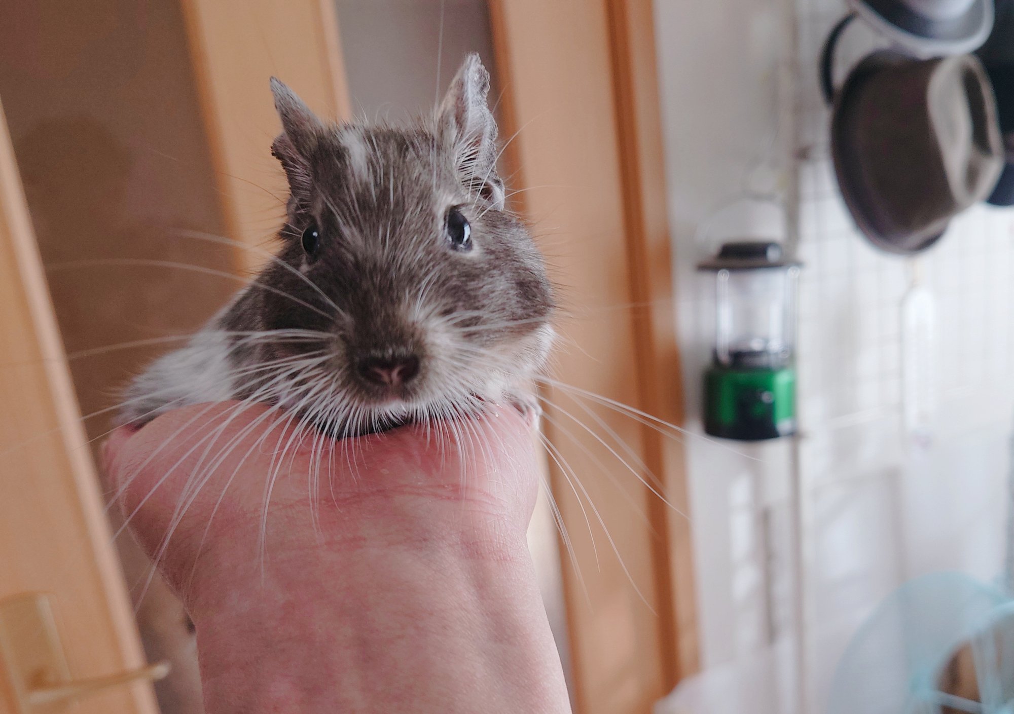 私がペットにデグーを選んだ理由|君に出会えて…|でぐるく公式