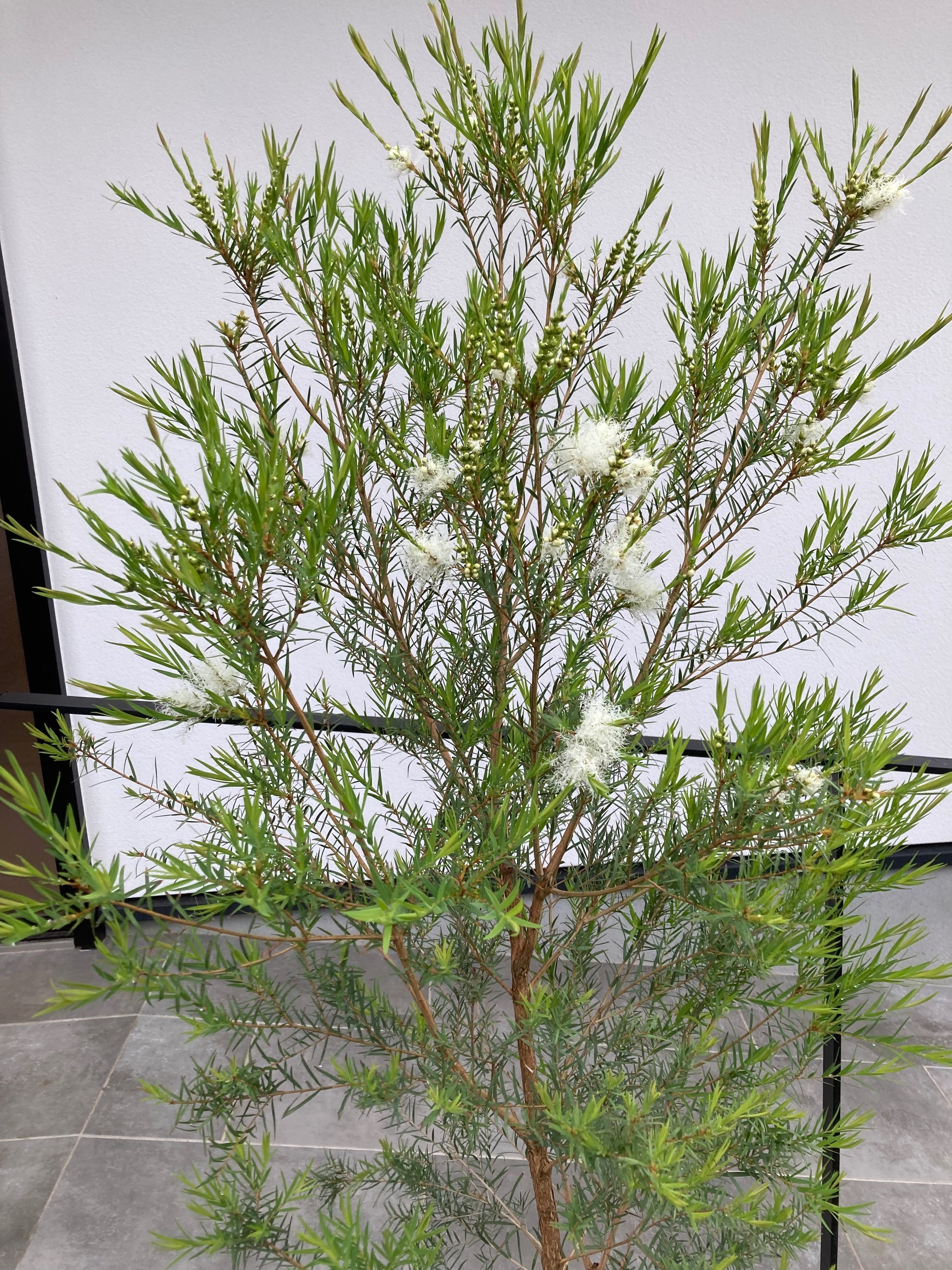 実録・うちのオージー｜初夏に雪が降る！メラレウカ・スノーインサマー