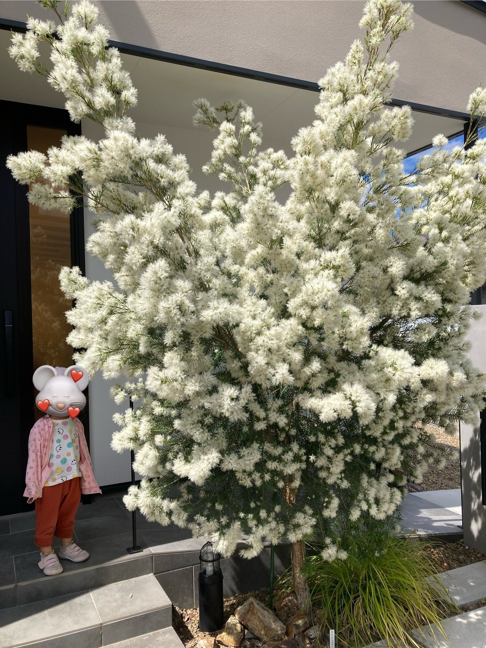 実録・うちのオージー｜初夏に雪が降る！メラレウカ・スノーインサマー
