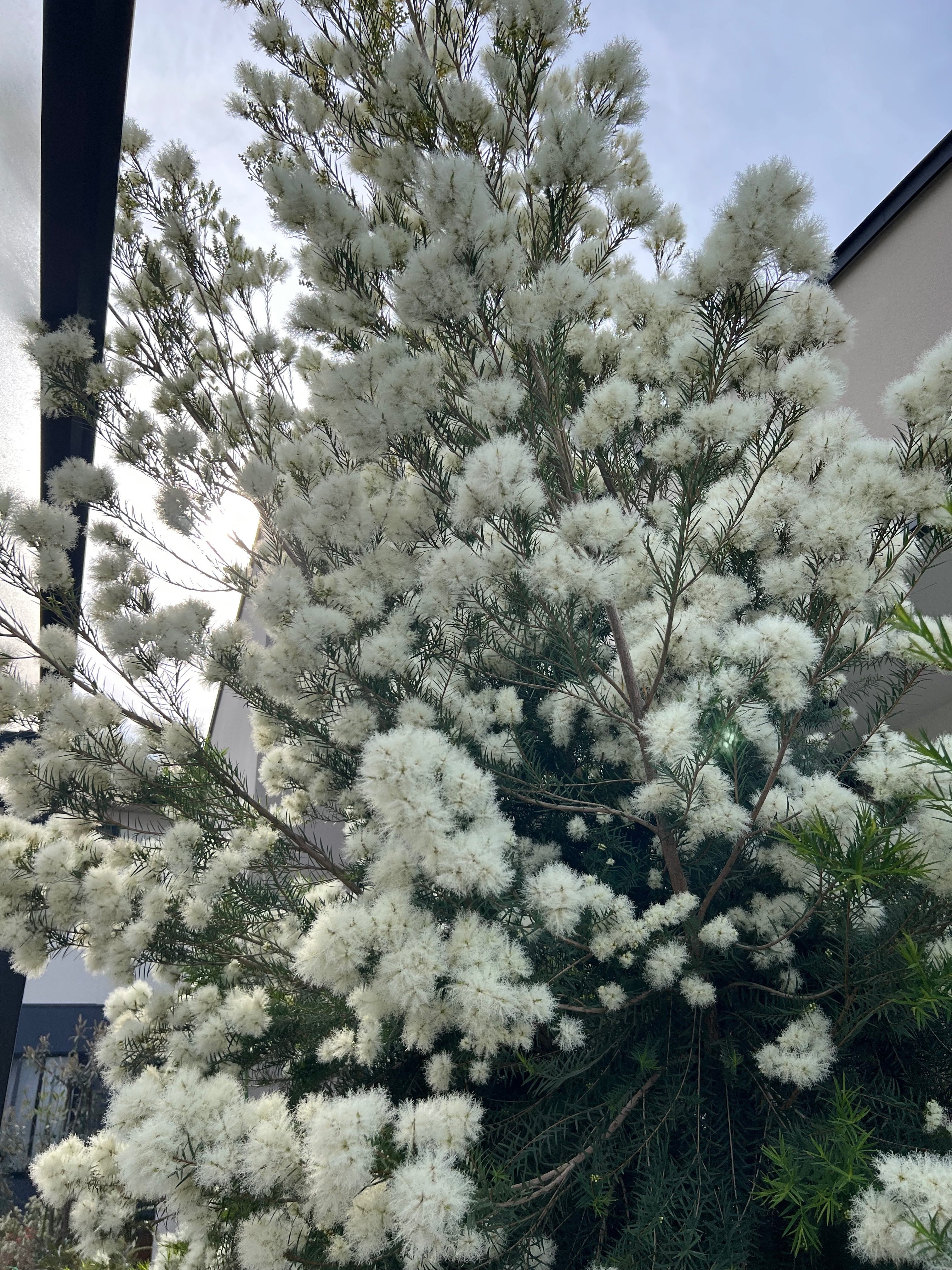 実録・うちのオージー｜初夏に雪が降る！メラレウカ・スノーインサマー