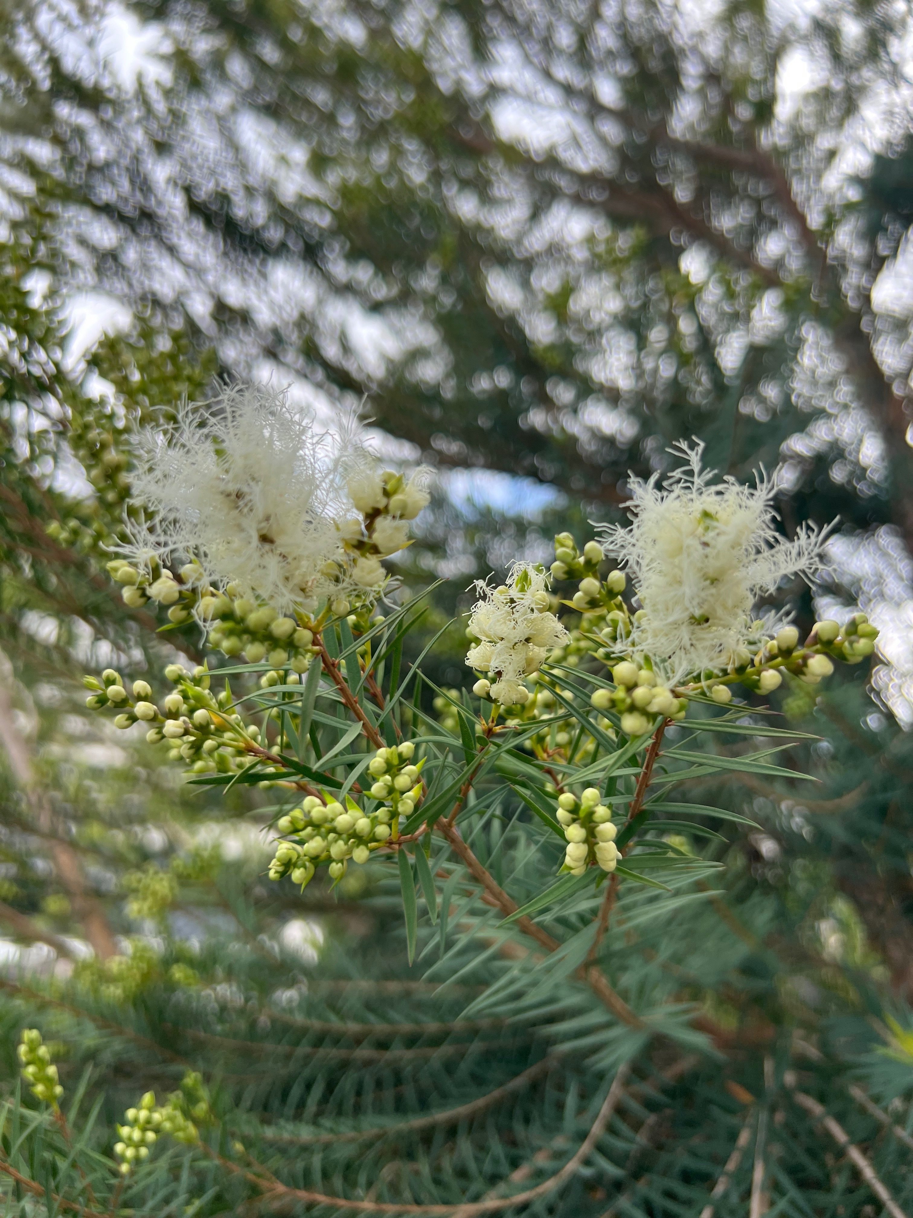 実録・うちのオージー｜初夏に雪が降る！メラレウカ・スノーインサマー