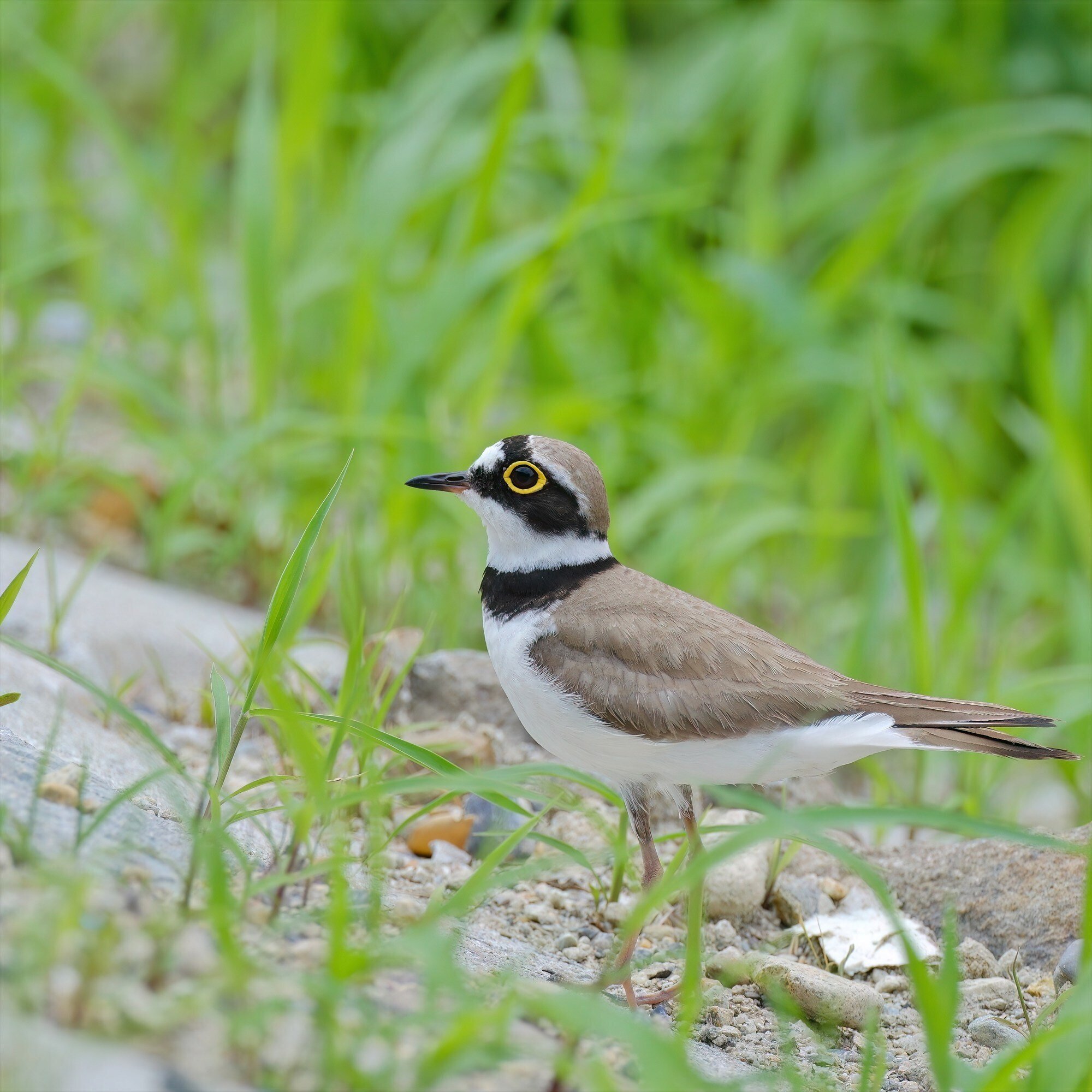 近所の農耕地で探鳥｜休日の探鳥記｜miz