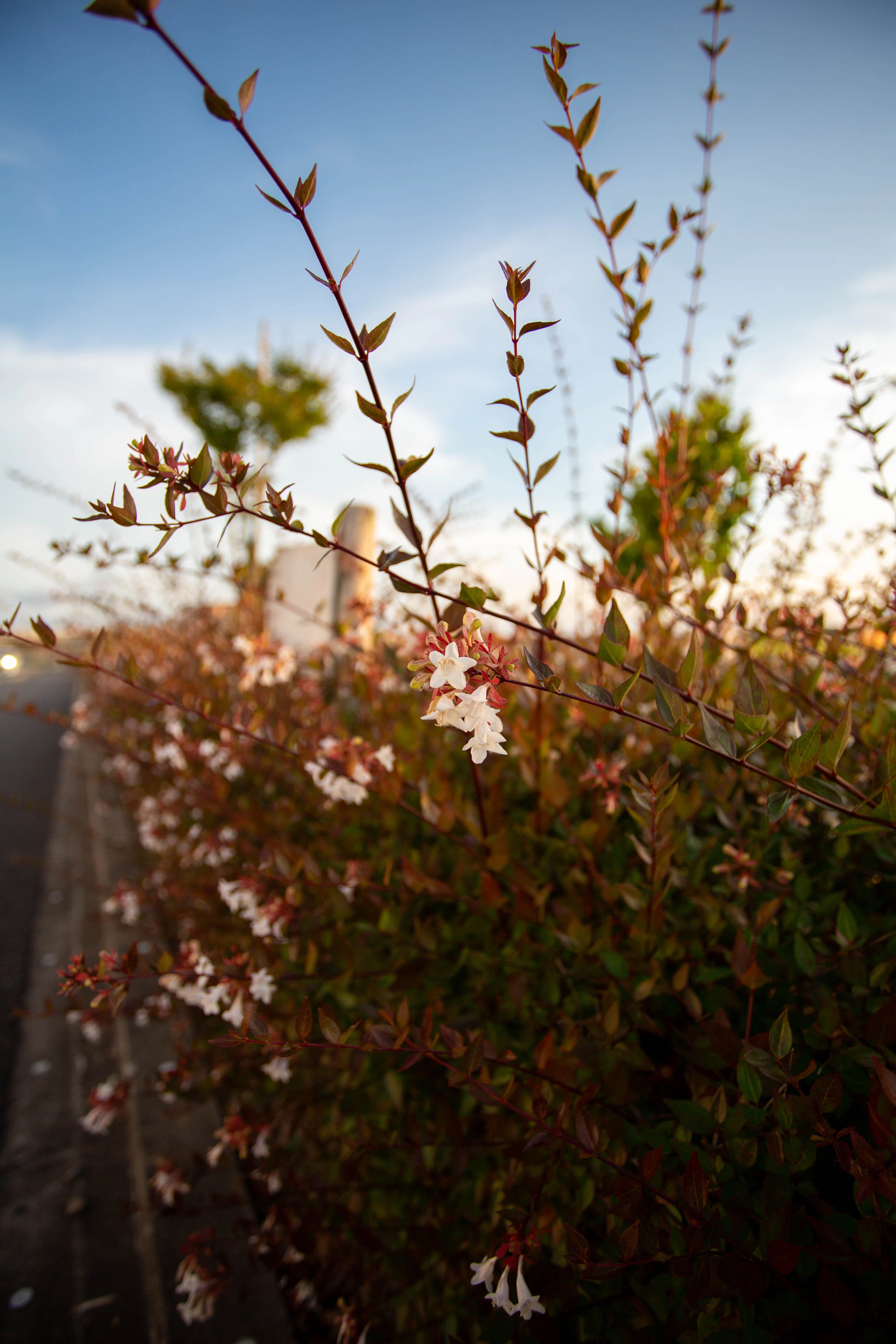 作例あり】初めての広角レンズ『Canon EF17-40mm F4L USM』を使って