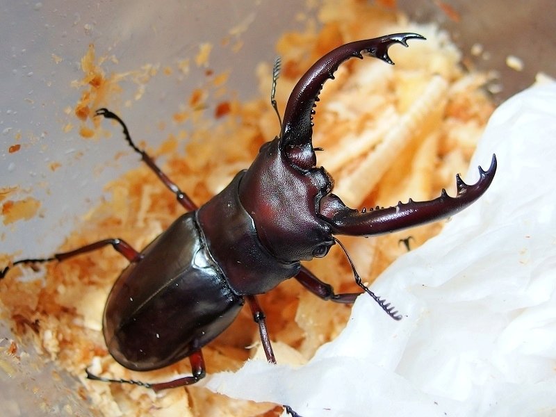 昆虫標本 大型フォルスターフタマタ 亜種ニシ 80up フォルスターフタマタクワガタ・ニシ亜種の飼育記録【2017～2018