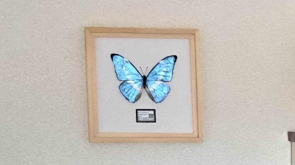 切り絵キット2023.05「冬蝶」 キット 祐琴 通販 16545684