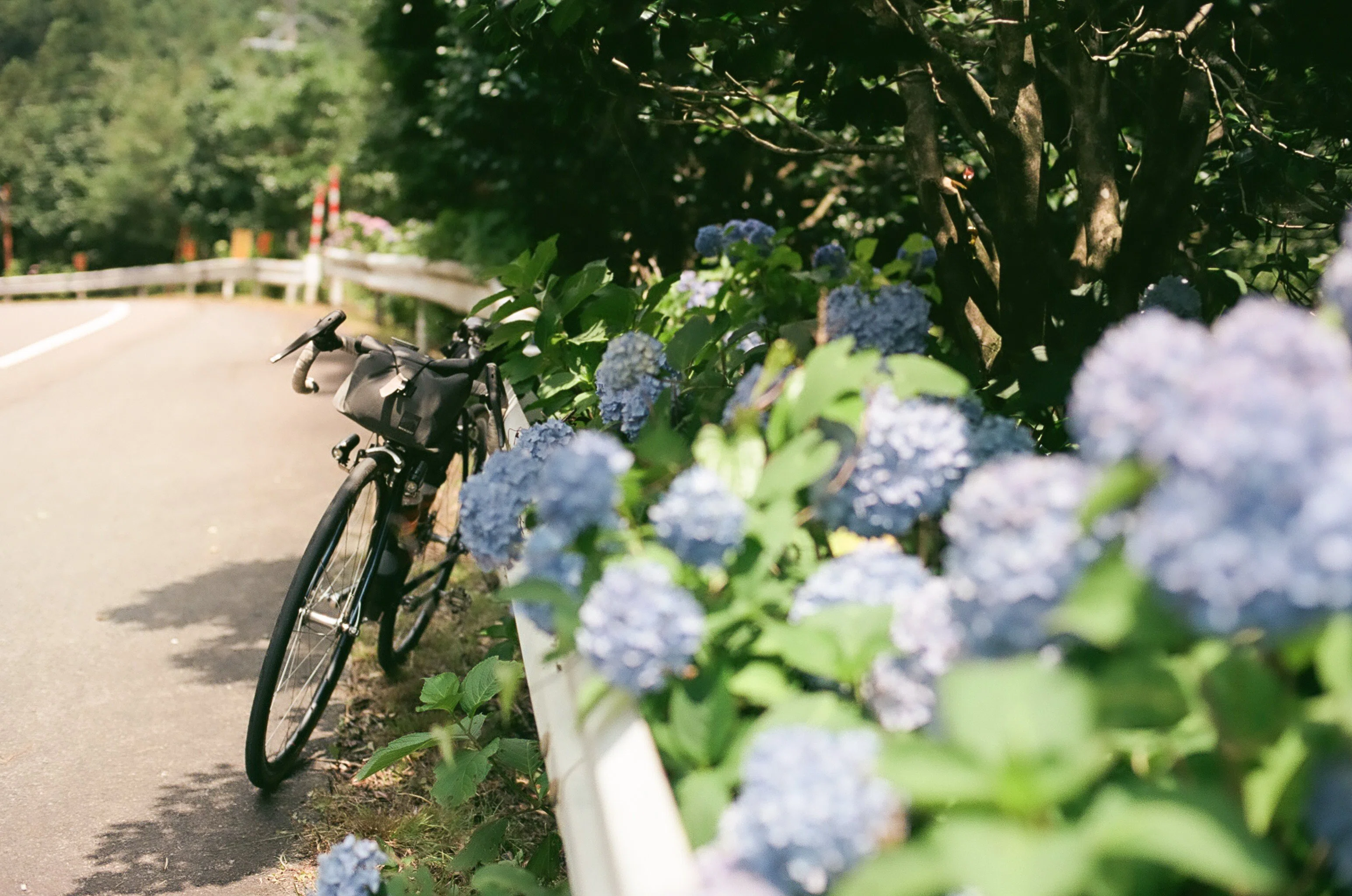 岐阜のあじさい街道でフィルムカメラサイクリング ｜103