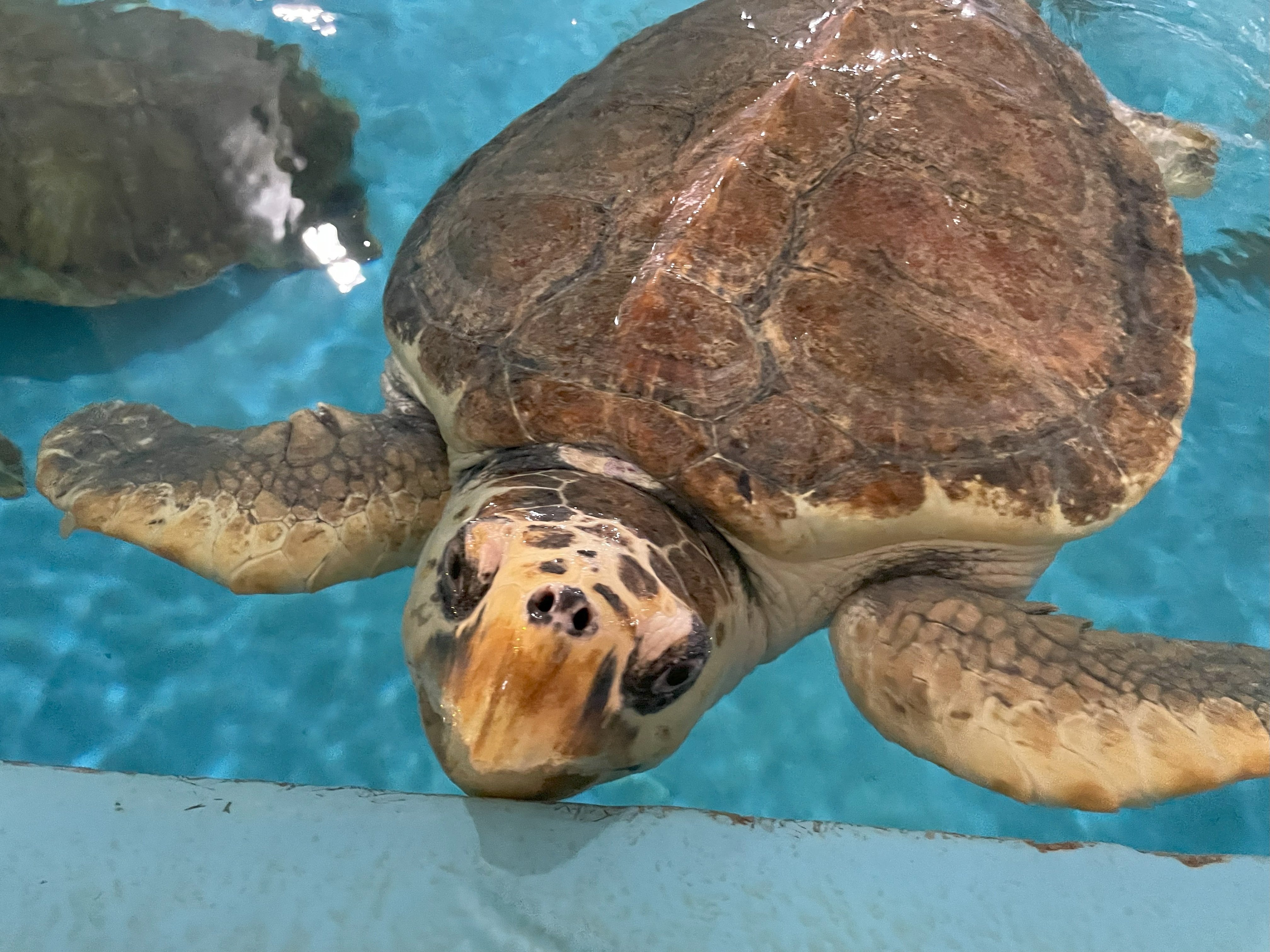 ウミガメ類（アカウミガメ・アオウミガメ）《展示動物解説》｜桂浜