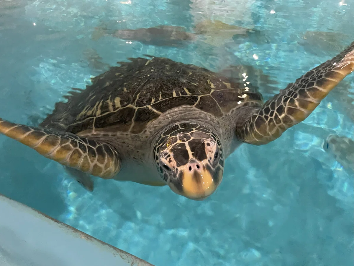 ウミガメ類(アカウミガメ・アオウミガメ)《展示動物解説》|桂浜水族館 公式
