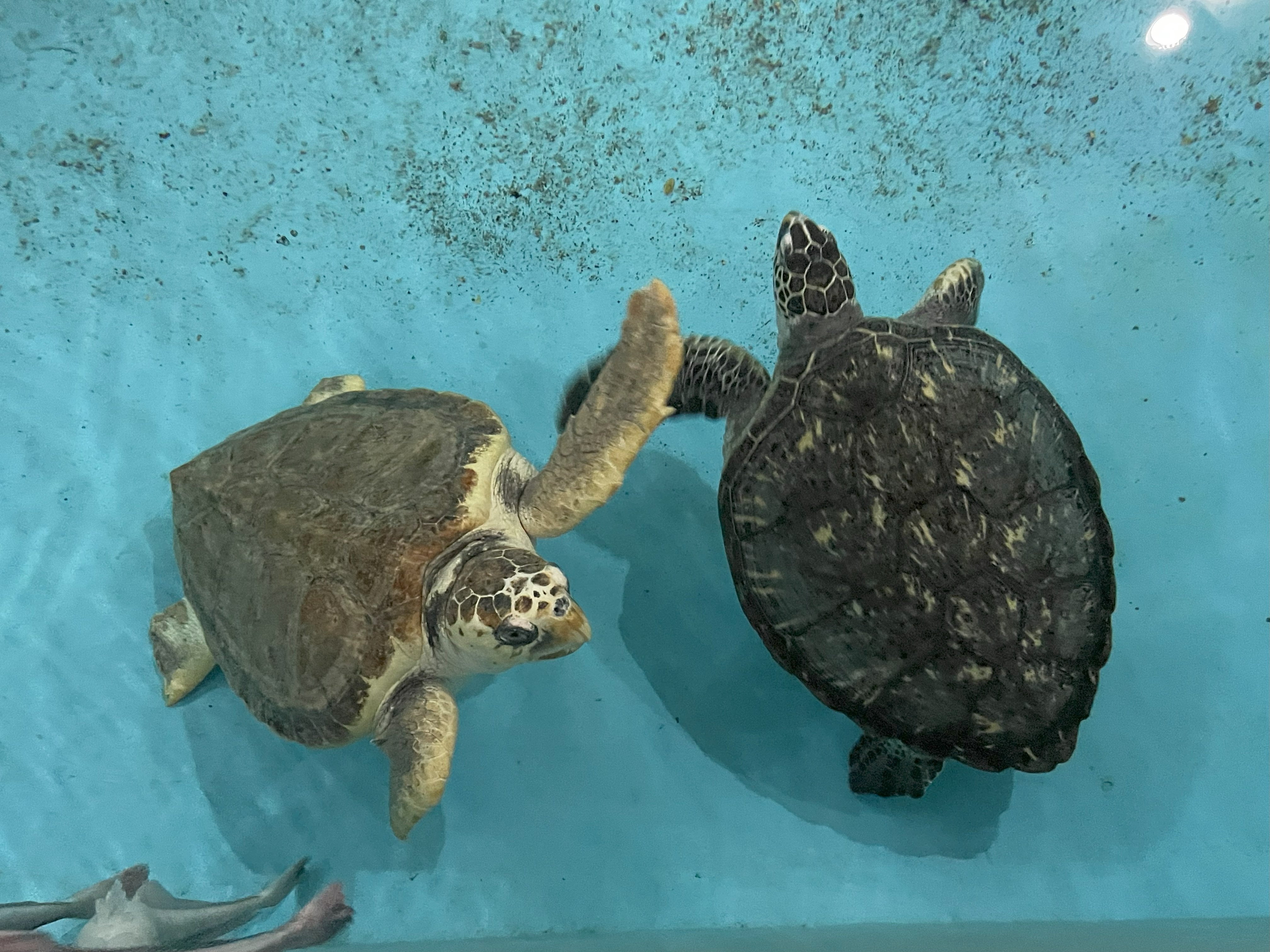 ウミガメ類（アカウミガメ・アオウミガメ）《展示動物解説》｜桂浜