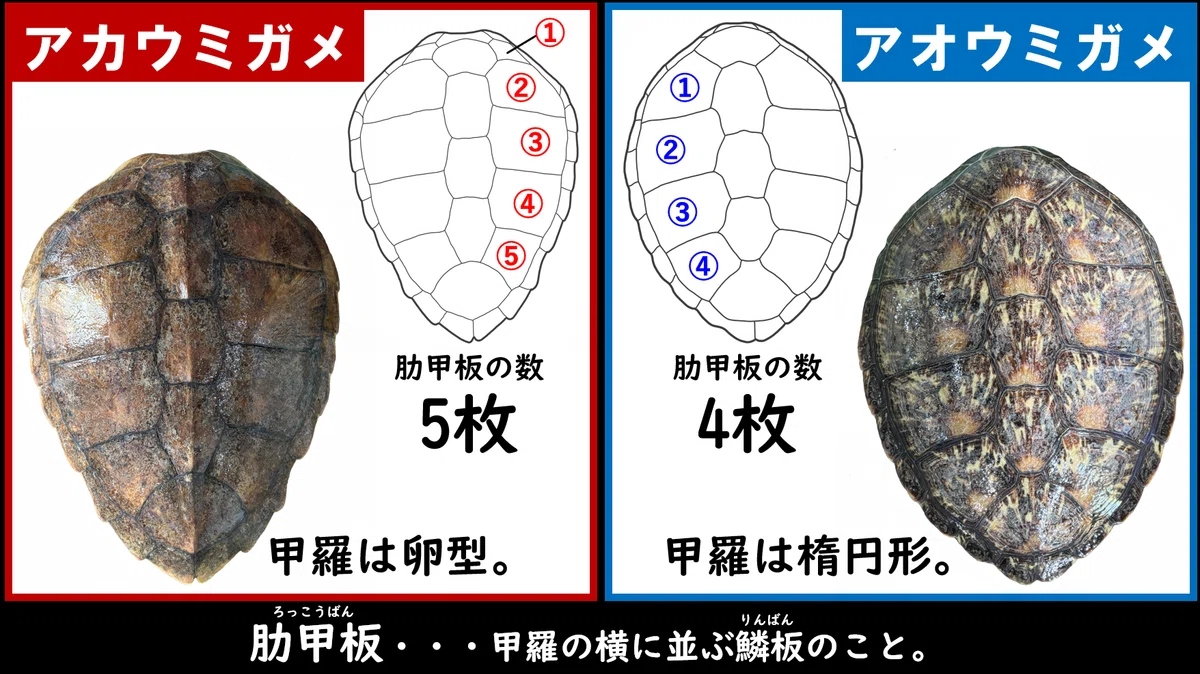 ウミガメ類(アカウミガメ・アオウミガメ)《展示動物解説》|桂浜水族館 公式