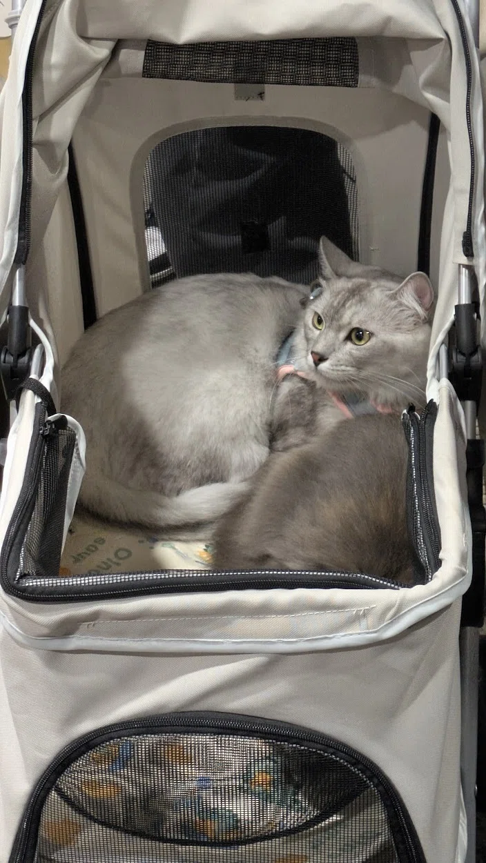 ASIA CAT EXPO2025に行ってきた｜たくみ