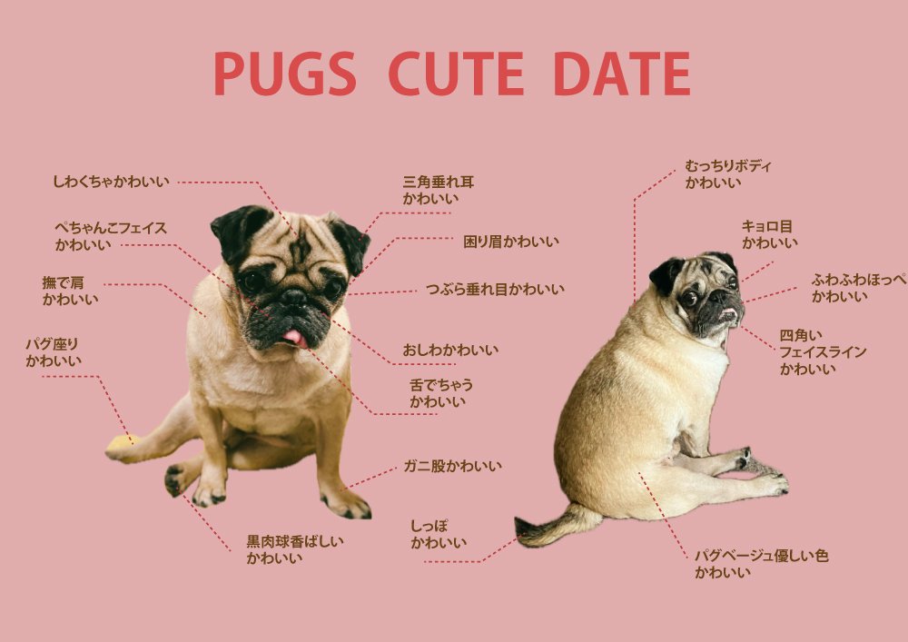 with me!』PUG 」に詰まったこだわりと、制作秘話｜yukino