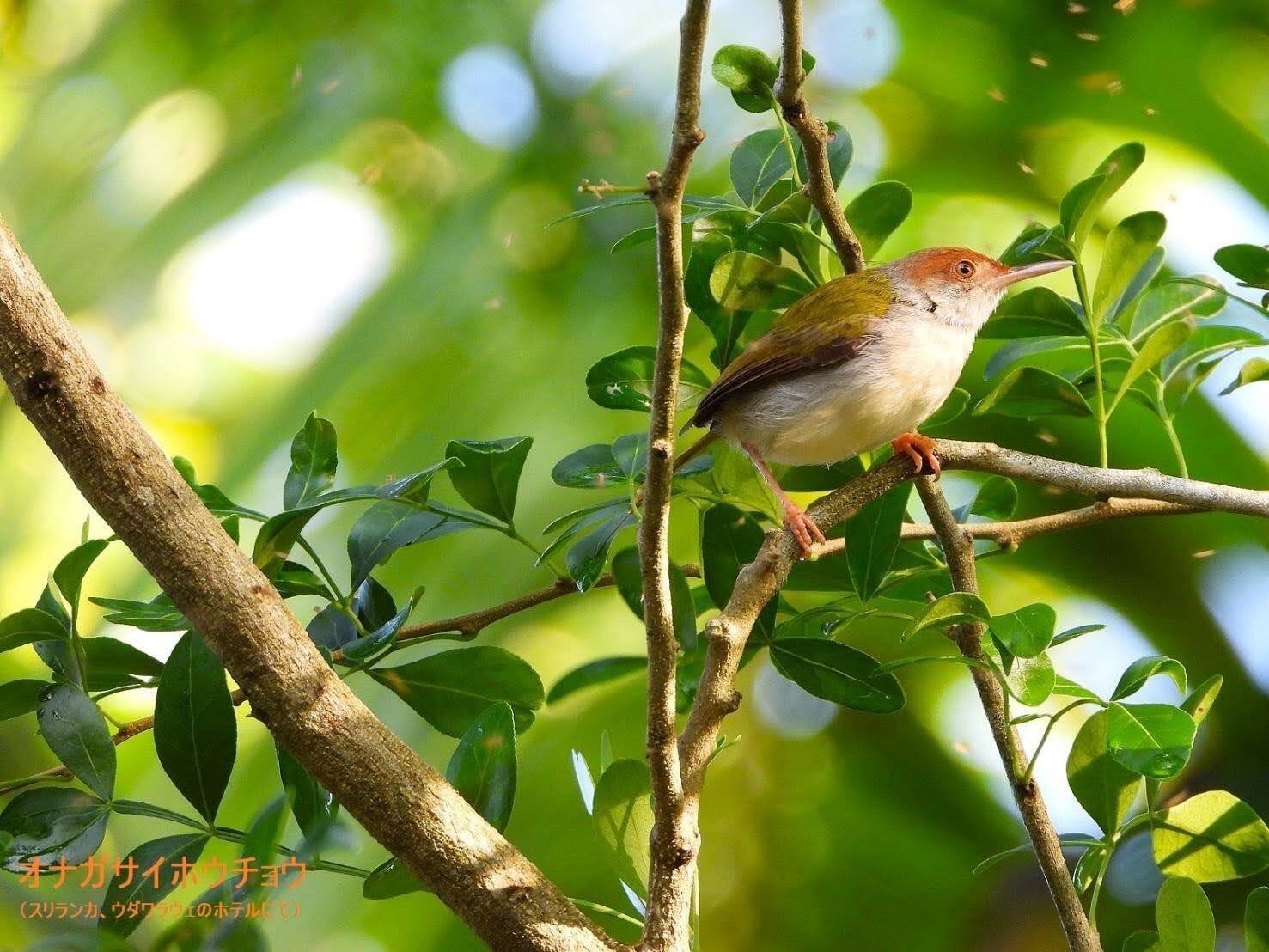 小鳥 ことりちゃんWITH ME NinjaZX-25Rでモビリティリゾートもてぎを全力