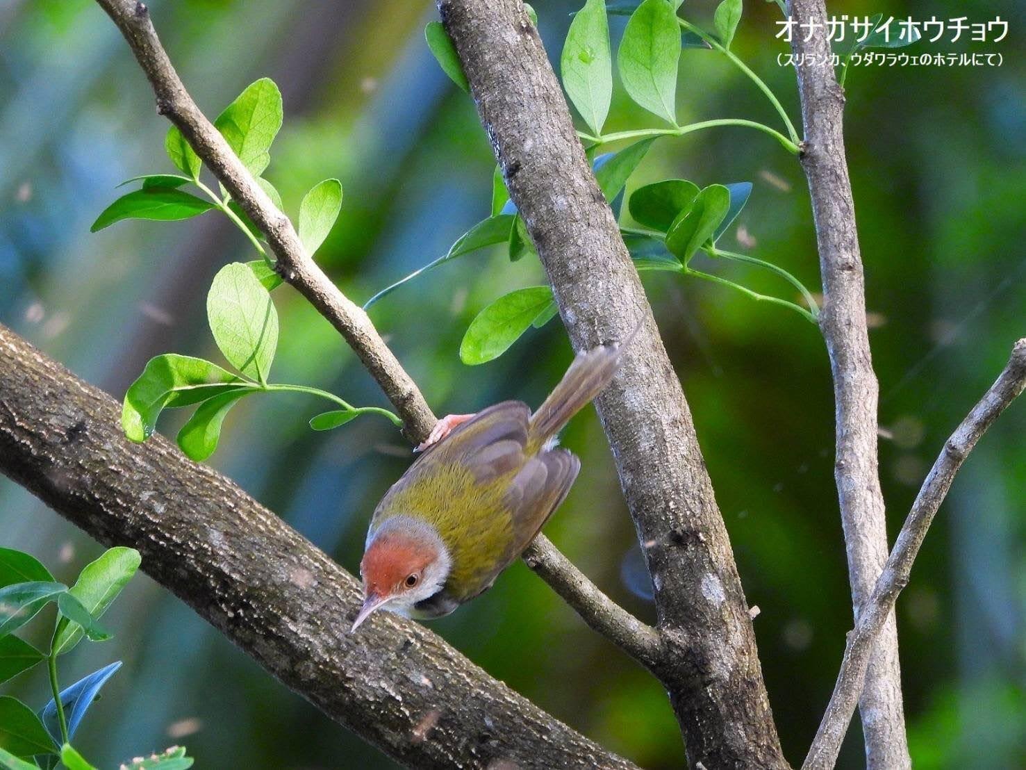 スリランカ探鳥記28 よく見かけた小鳥特集｜一羽一会(いちわいちえ