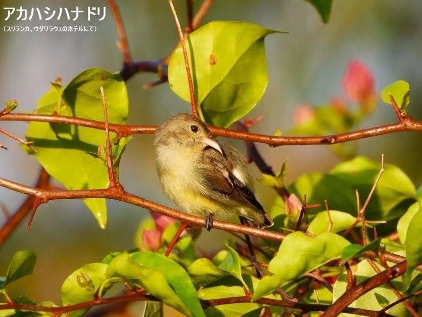 スリランカ探鳥記28 よく見かけた小鳥特集｜一羽一会(いちわいちえ
