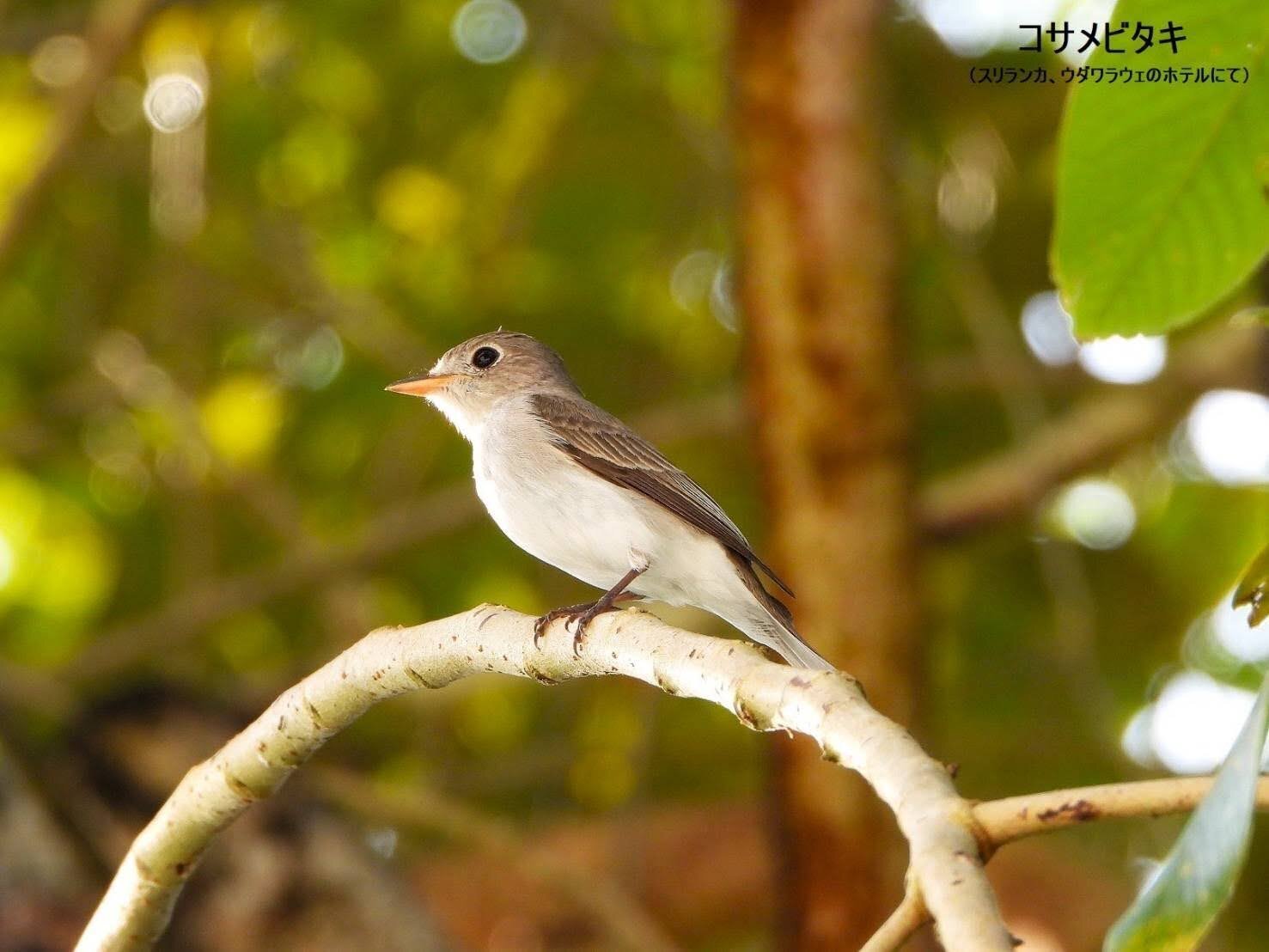 スリランカ探鳥記28 よく見かけた小鳥特集｜一羽一会(いちわいちえ