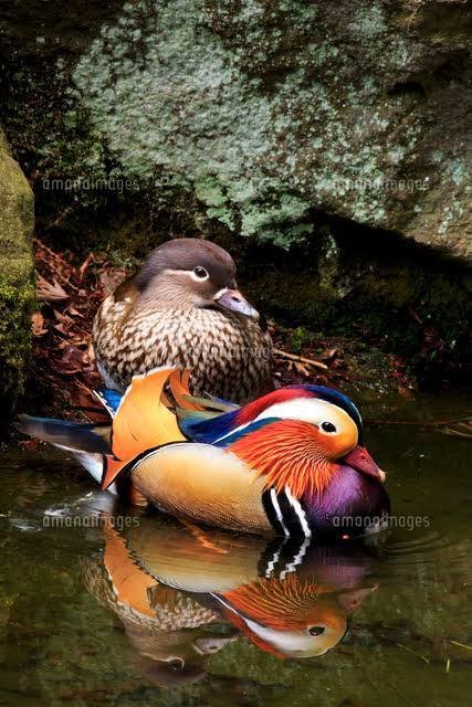 おしどり　つがい　剥製　縁起物 おしどり つがい 剥製 縁起物 （鳥豆知識～おしどり夫婦と言って
