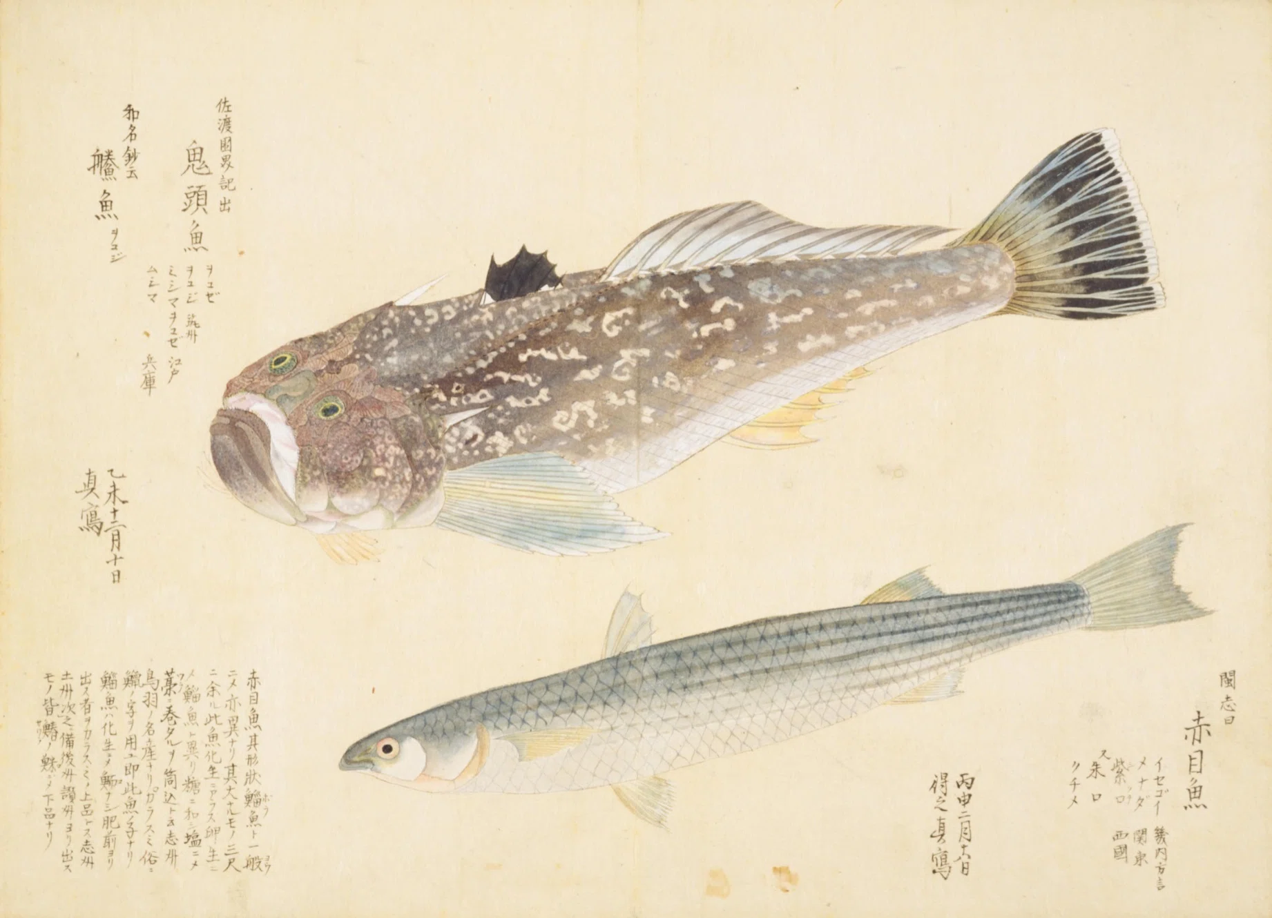 梅園魚品図正】(75) 鬼頭魚（をこぜ）／赤目魚（いせごい・めなだ