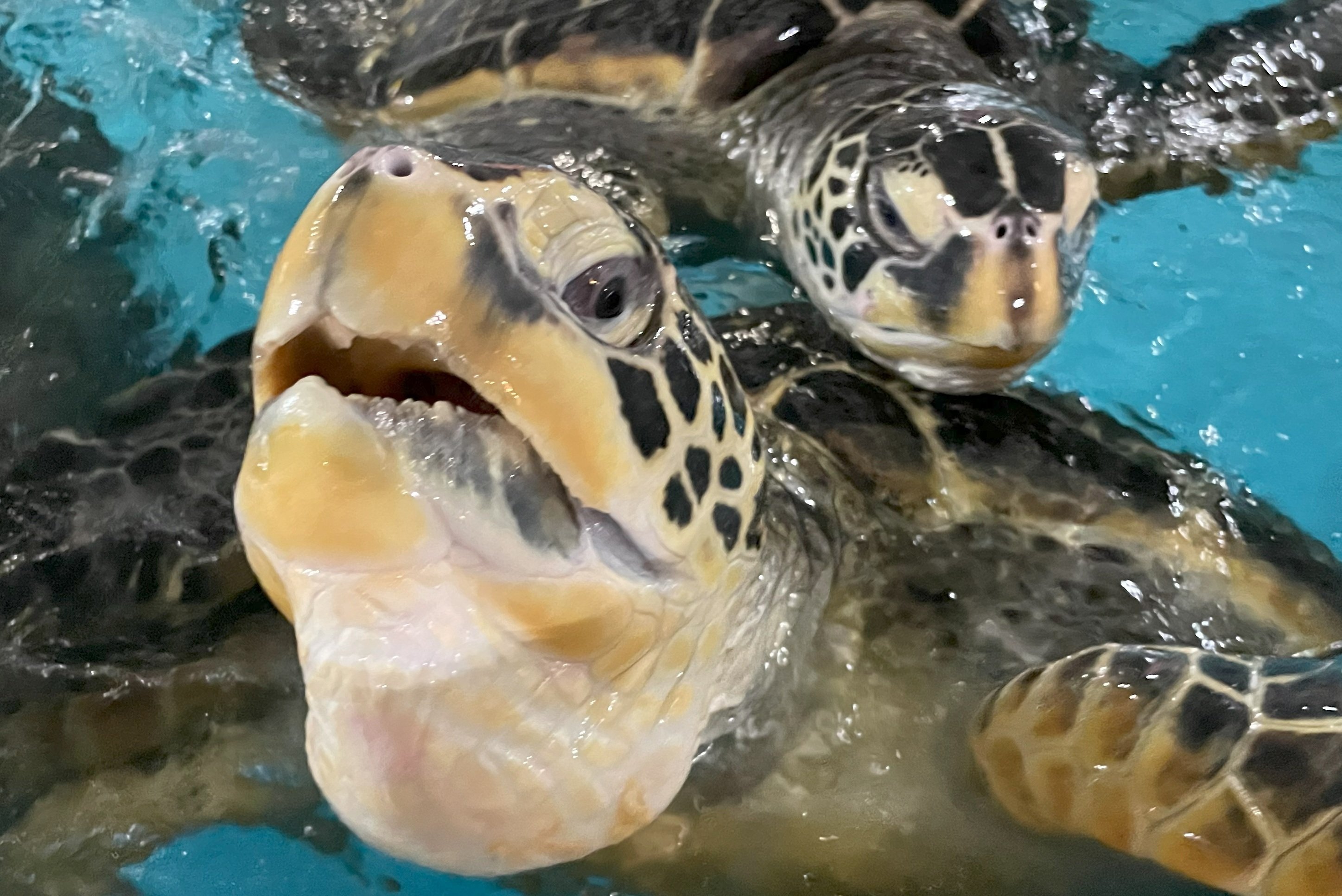 ウミガメ類（アカウミガメ・アオウミガメ）《展示動物解説》｜桂浜