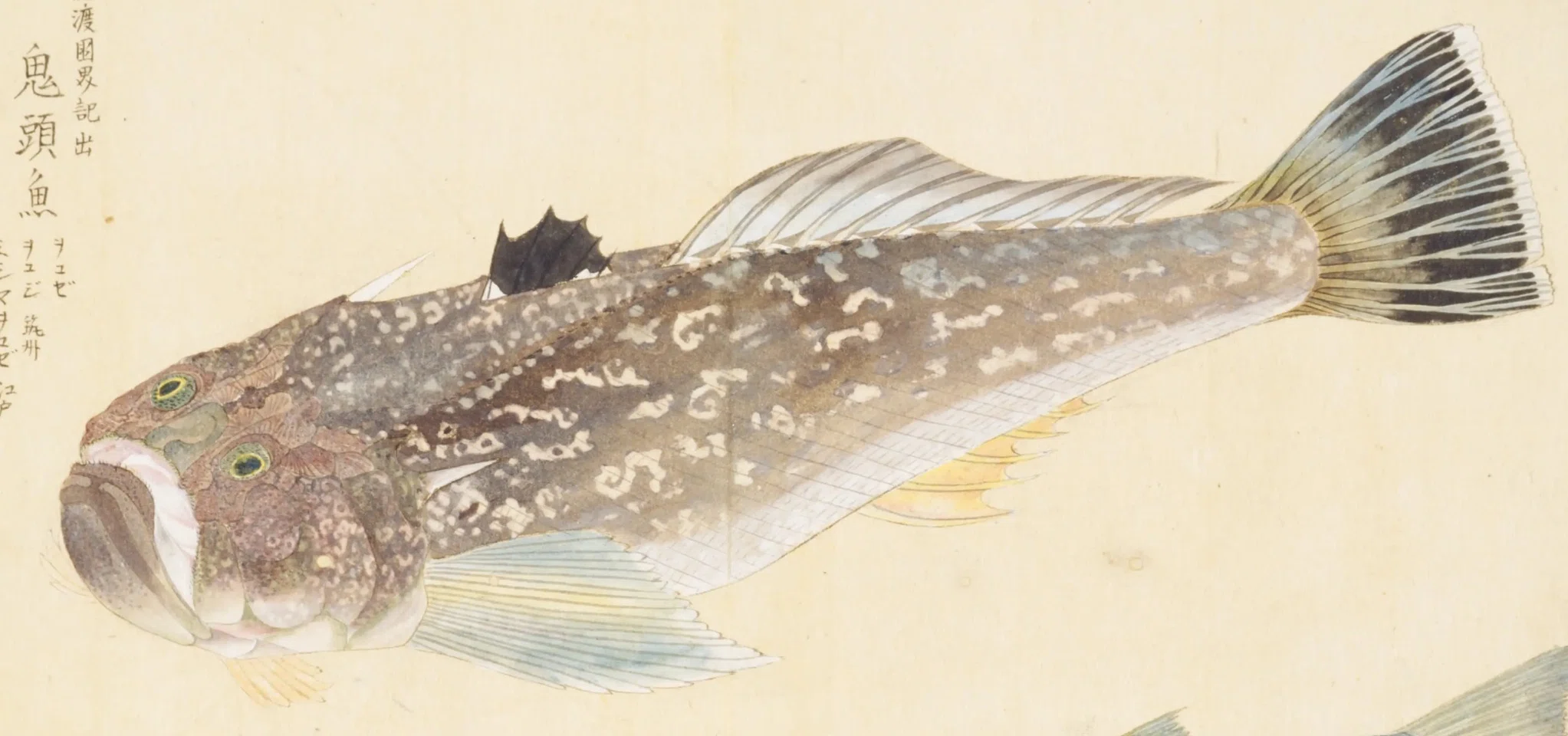 梅園魚品図正】(75) 鬼頭魚（をこぜ）／赤目魚（いせごい・めなだ