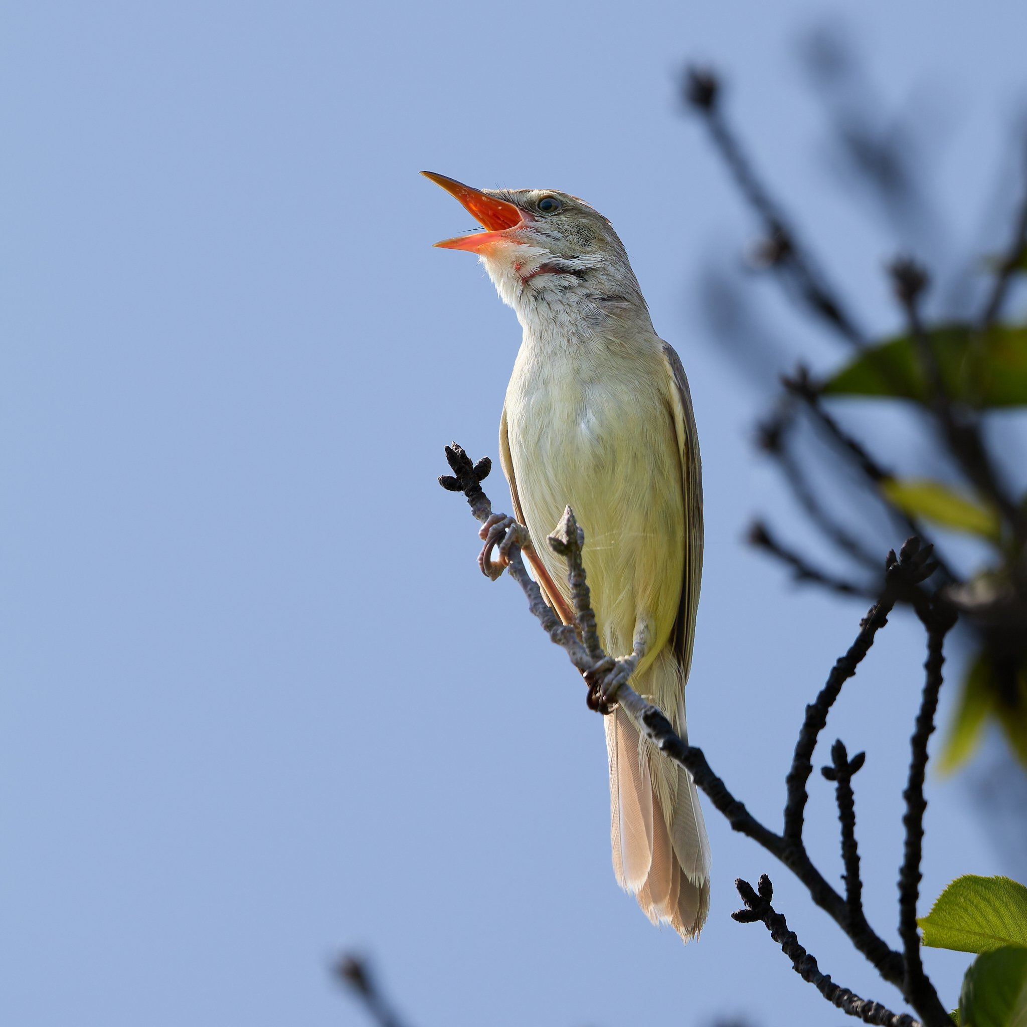 オオヨシキリ #2216｜RURI