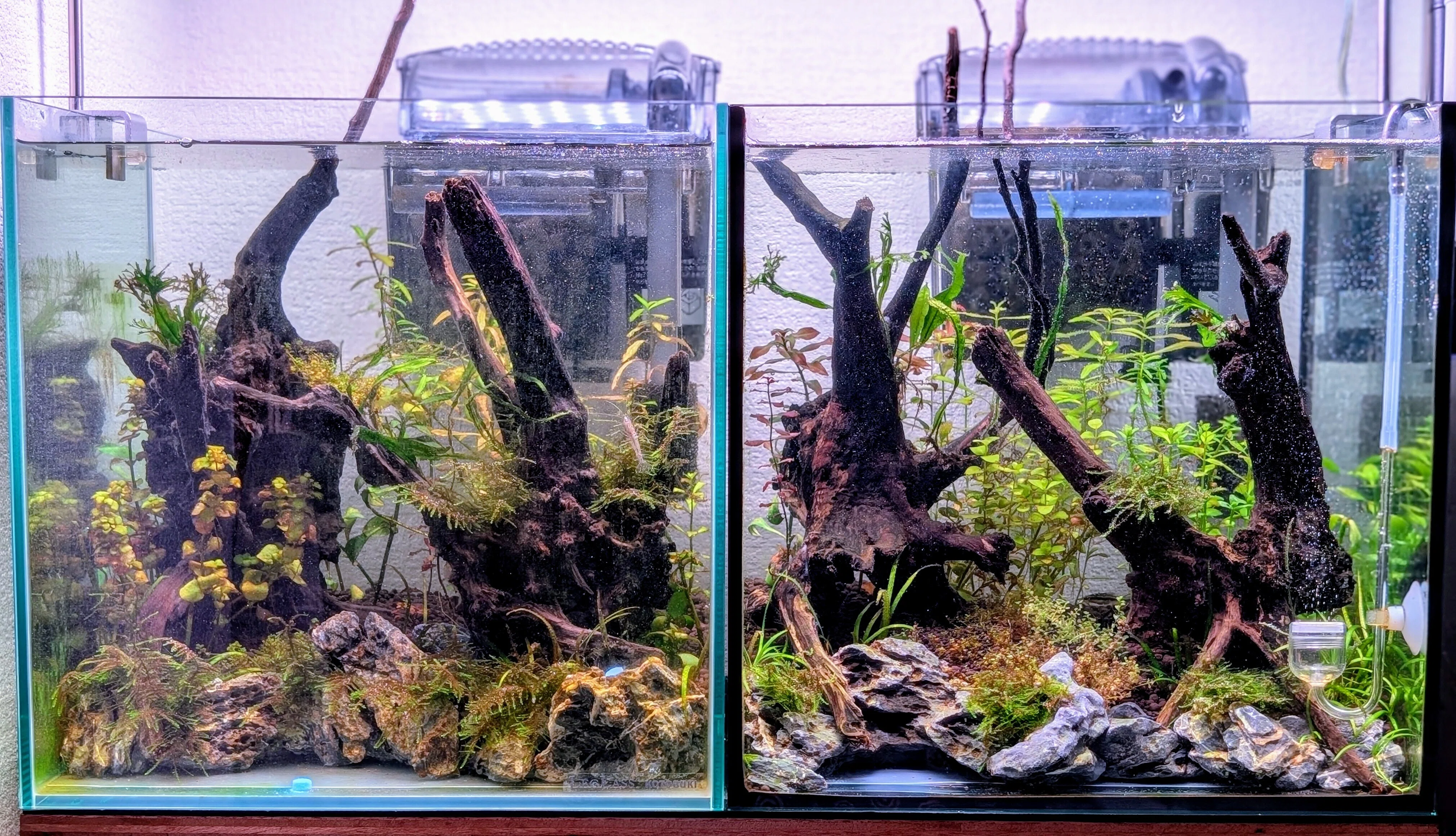 🌱【30cmキューブ水槽・成長記録 Week4】黒ひげ苔との攻防、そして