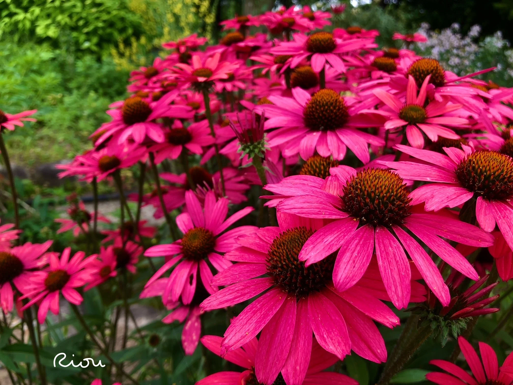 花言葉】エキナセア（Echinacea）｜璃桜（りおう）＠日常の彩り